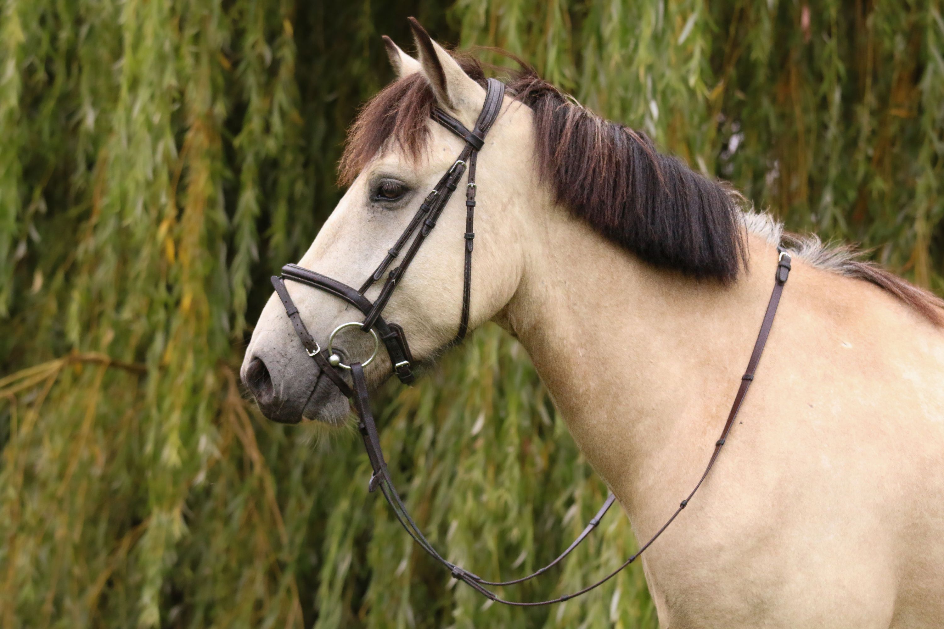 ander allround-pony ruin 4 سنوات andere-kleur للبيع - صورة 3
