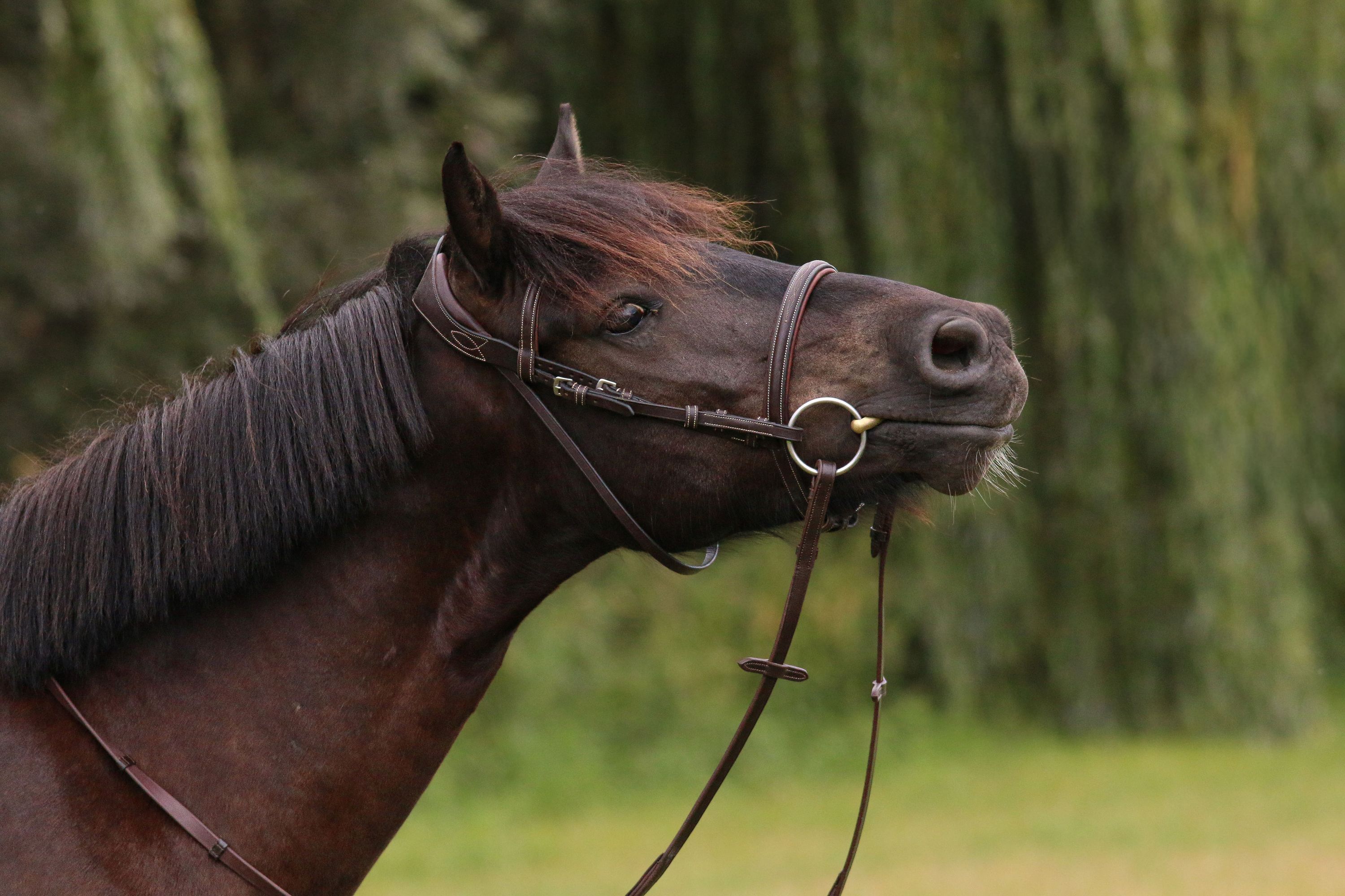 allround-pony ruin 4 سنوات zwart للبيع - صورة 2