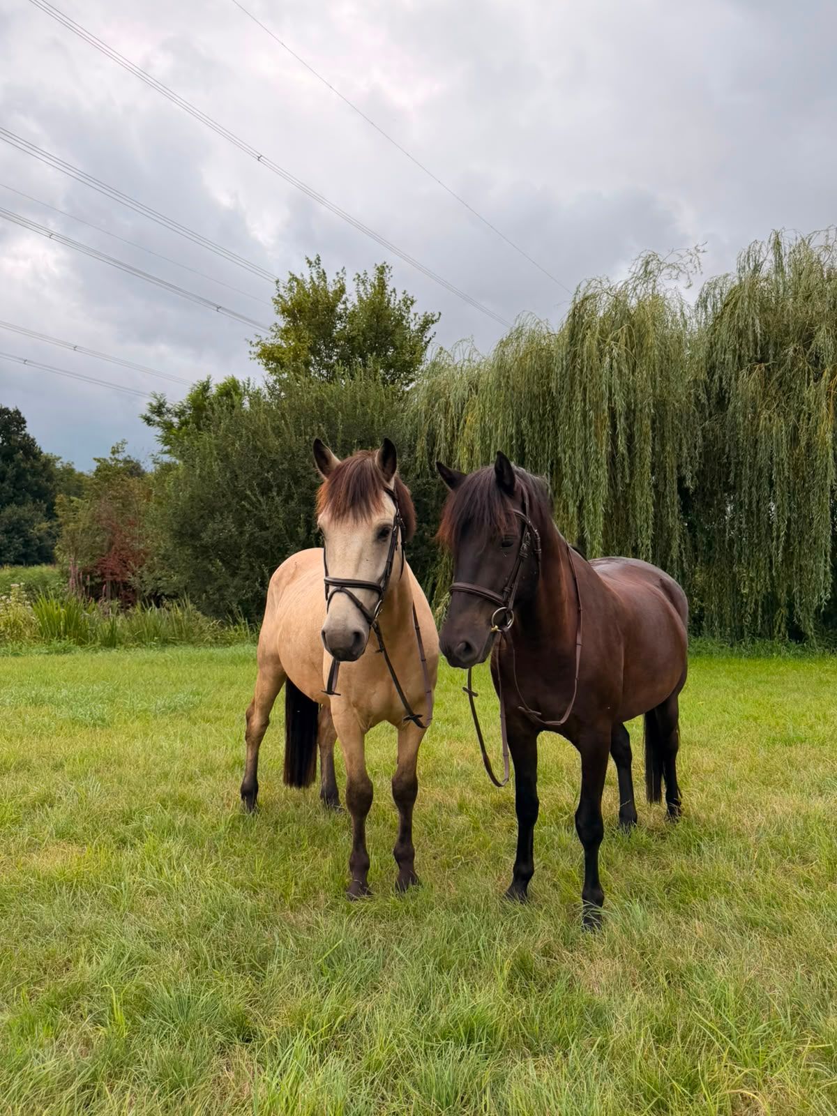 allround-pony ruin 4 سنوات zwart للبيع - صورة 3