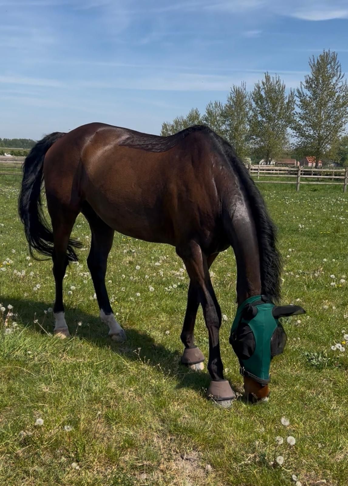 Caballo capón BWP de 13 años en venta