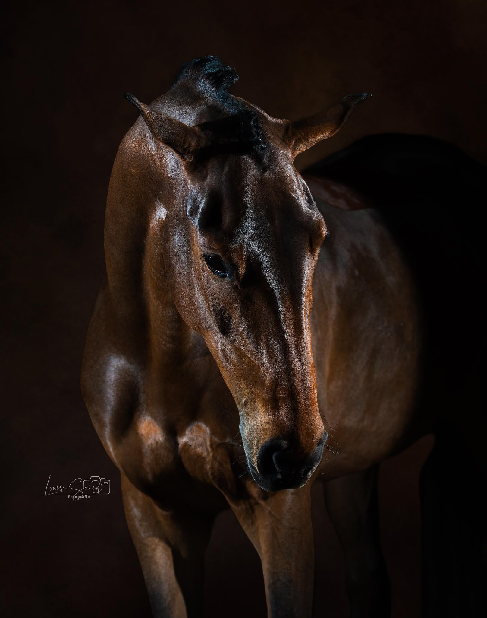 zangersheide springpaard merrie 4 let donkerbruin na prodej - Foto 2