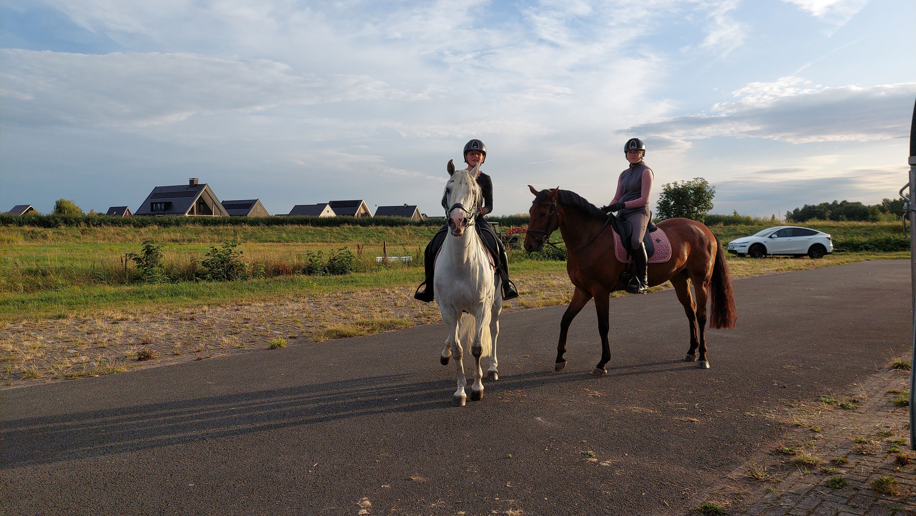zangersheide springpaard merrie 4 let donkerbruin na prodej - Foto 4
