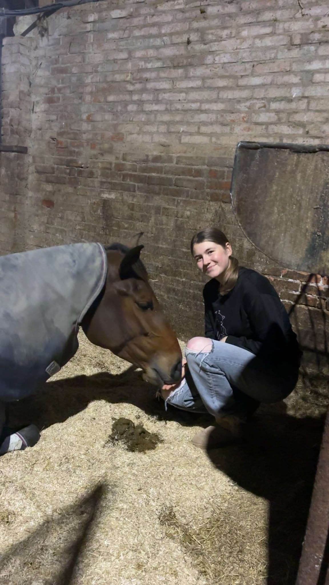 zangersheide springpaard merrie 4 let donkerbruin na prodej - Foto 3
