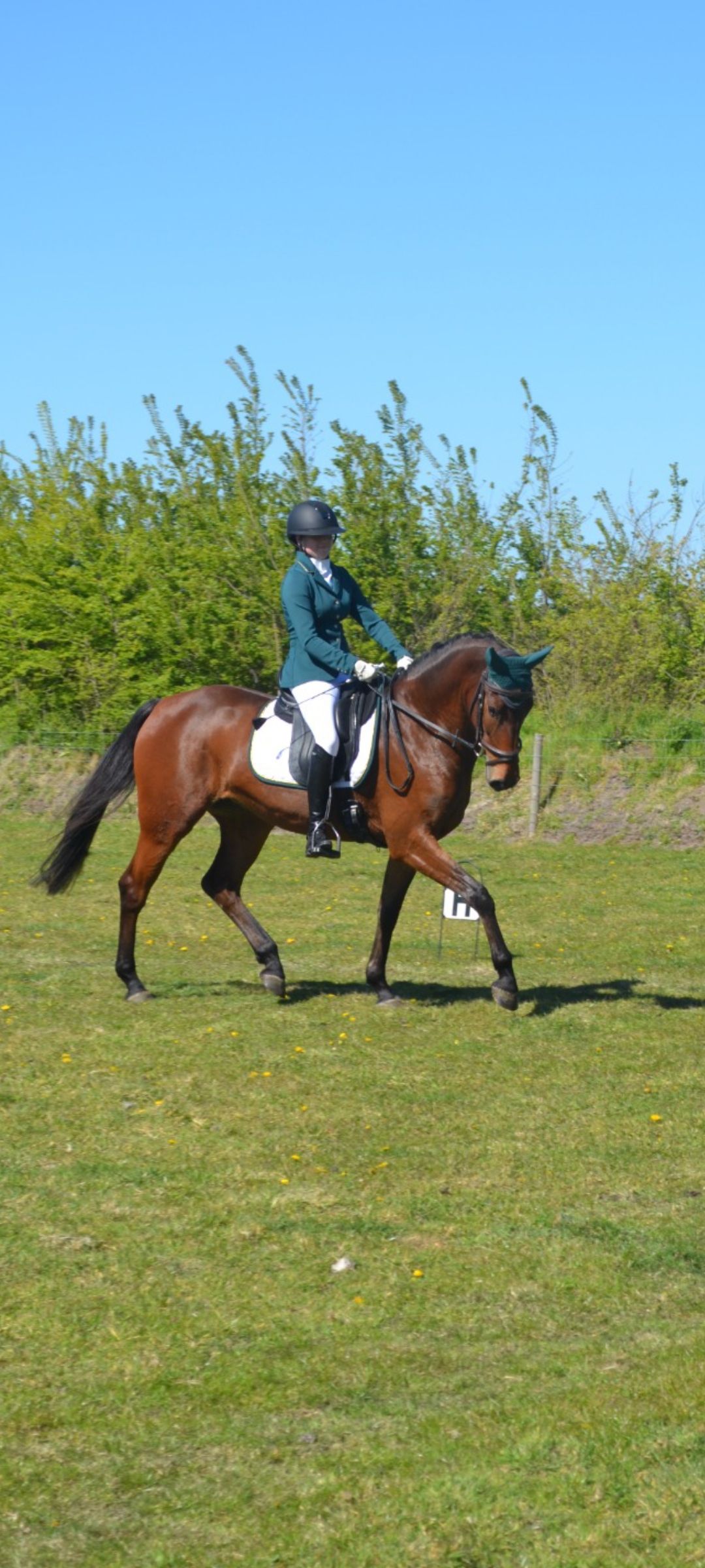 zangersheide springpaard merrie 4 let donkerbruin na prodej - Foto 6