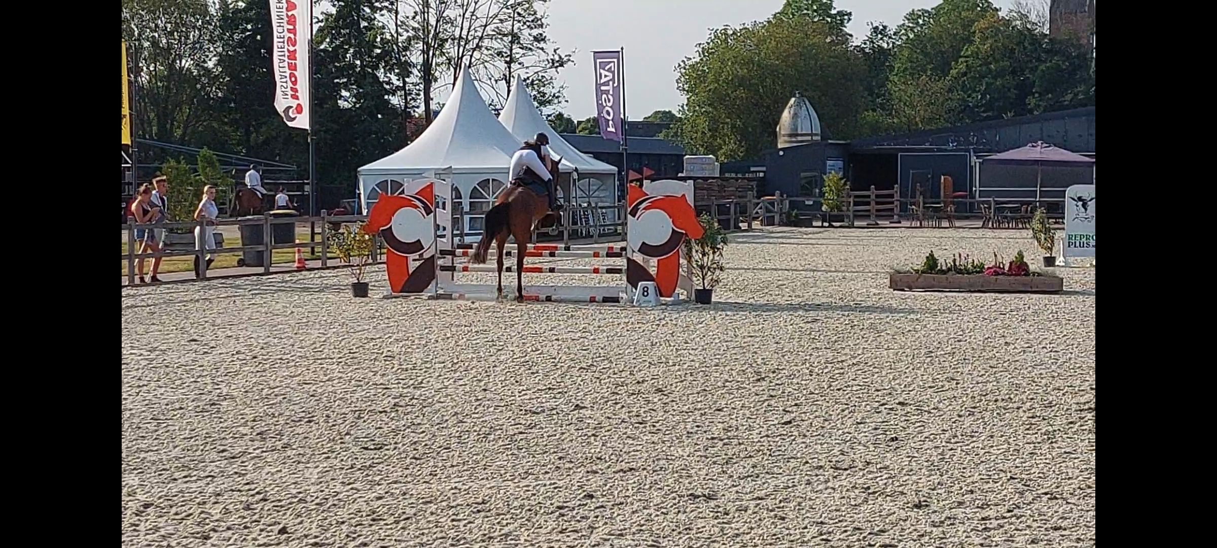 zangersheide springpaard merrie 4 anos donkerbruin à venda - Foto 6