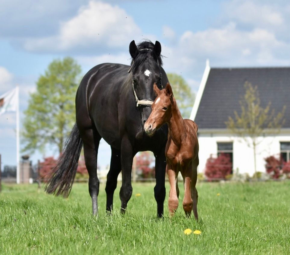 kwpn allrounder merrie 3 años bruin en venta - Foto 5