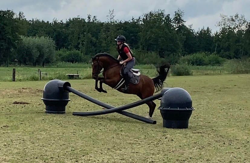 new-forest allround-pony ruin 4 años bruin en venta - Foto 4