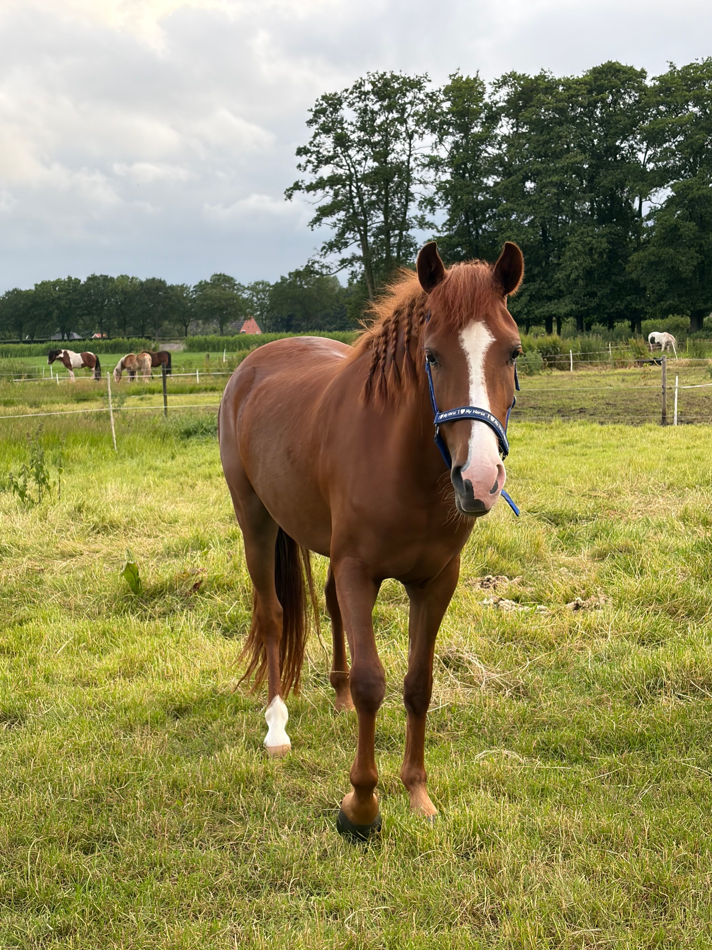 new-forest allround-pony merrie 3 años vos en venta - Foto 2