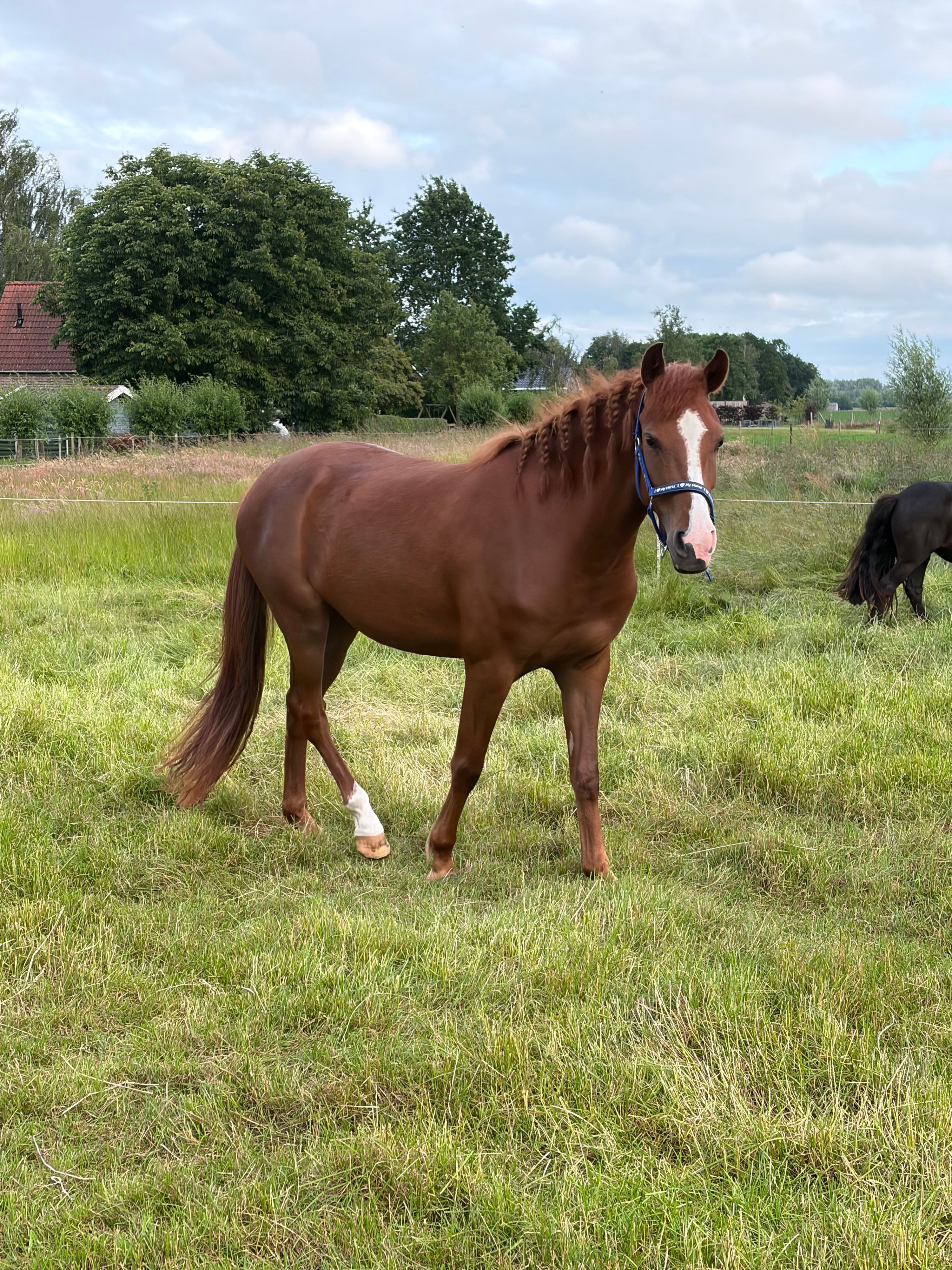 new-forest allround-pony merrie 3 años vos en venta - Foto 3