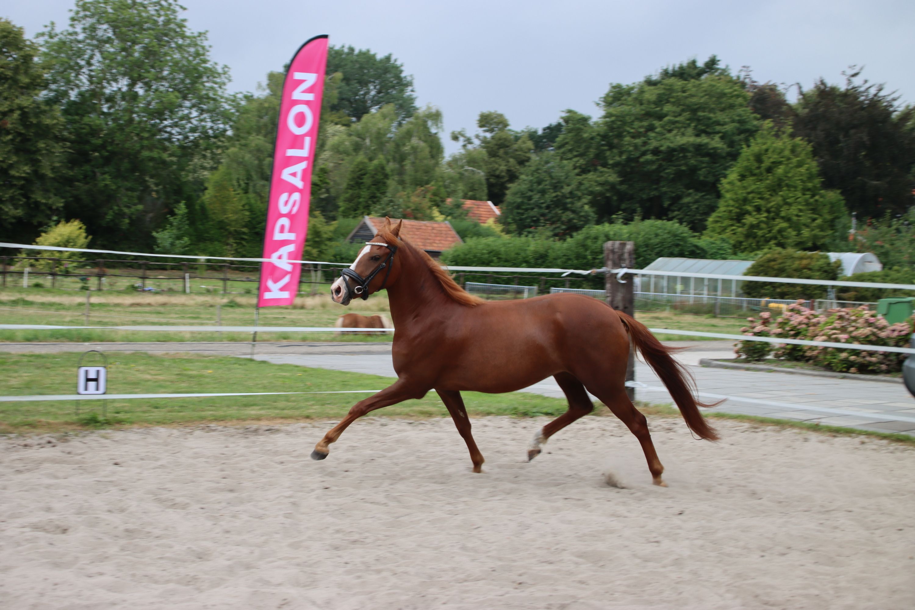 new-forest allround-pony merrie 3 años vos en venta - Foto 6