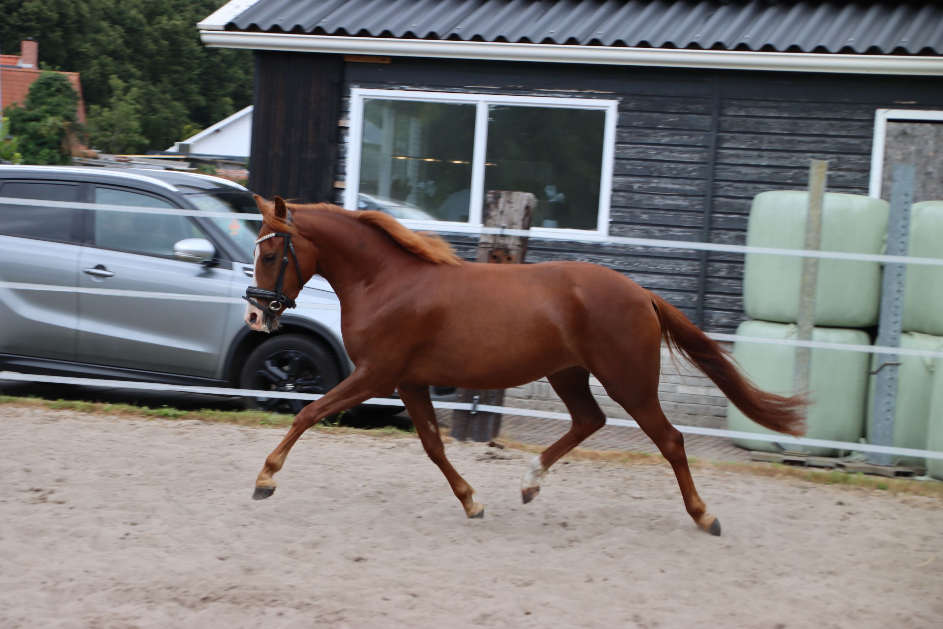 3-year-old New Forest mare with pedigree – 1.42 m