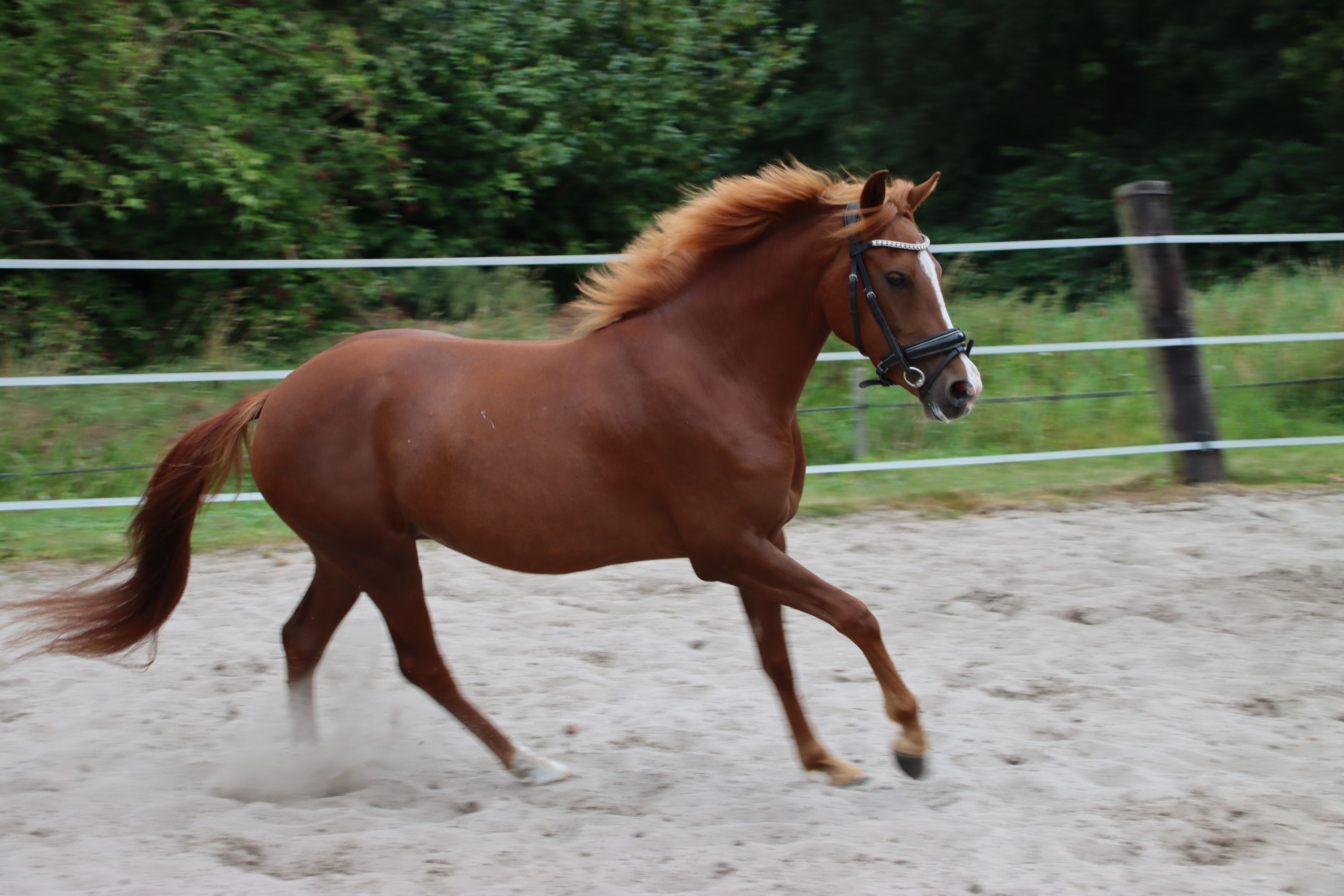 new-forest allround-pony merrie 3 años vos en venta - Foto 4
