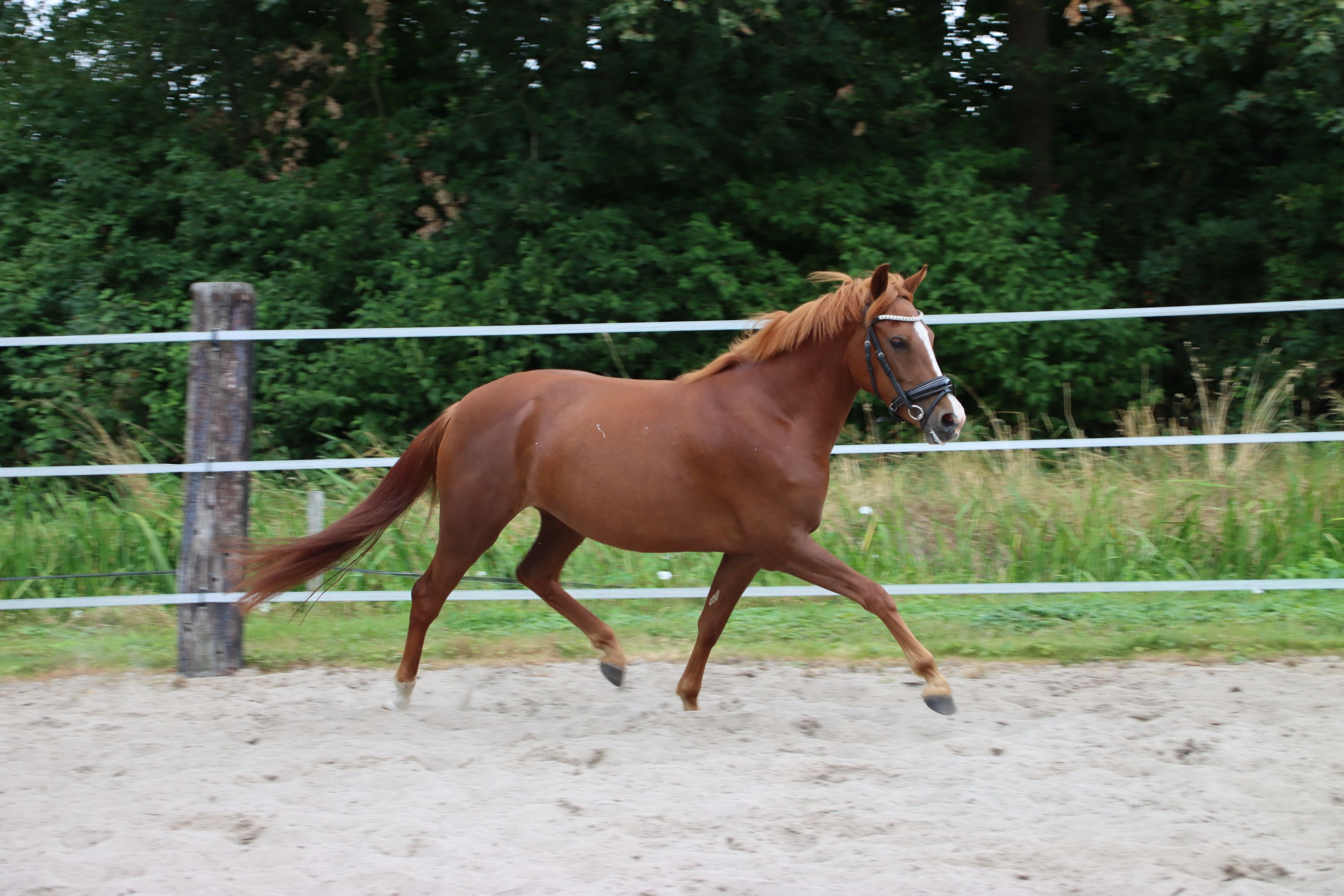 new-forest allround-pony merrie 3 jaar vos te koop - Foto 6