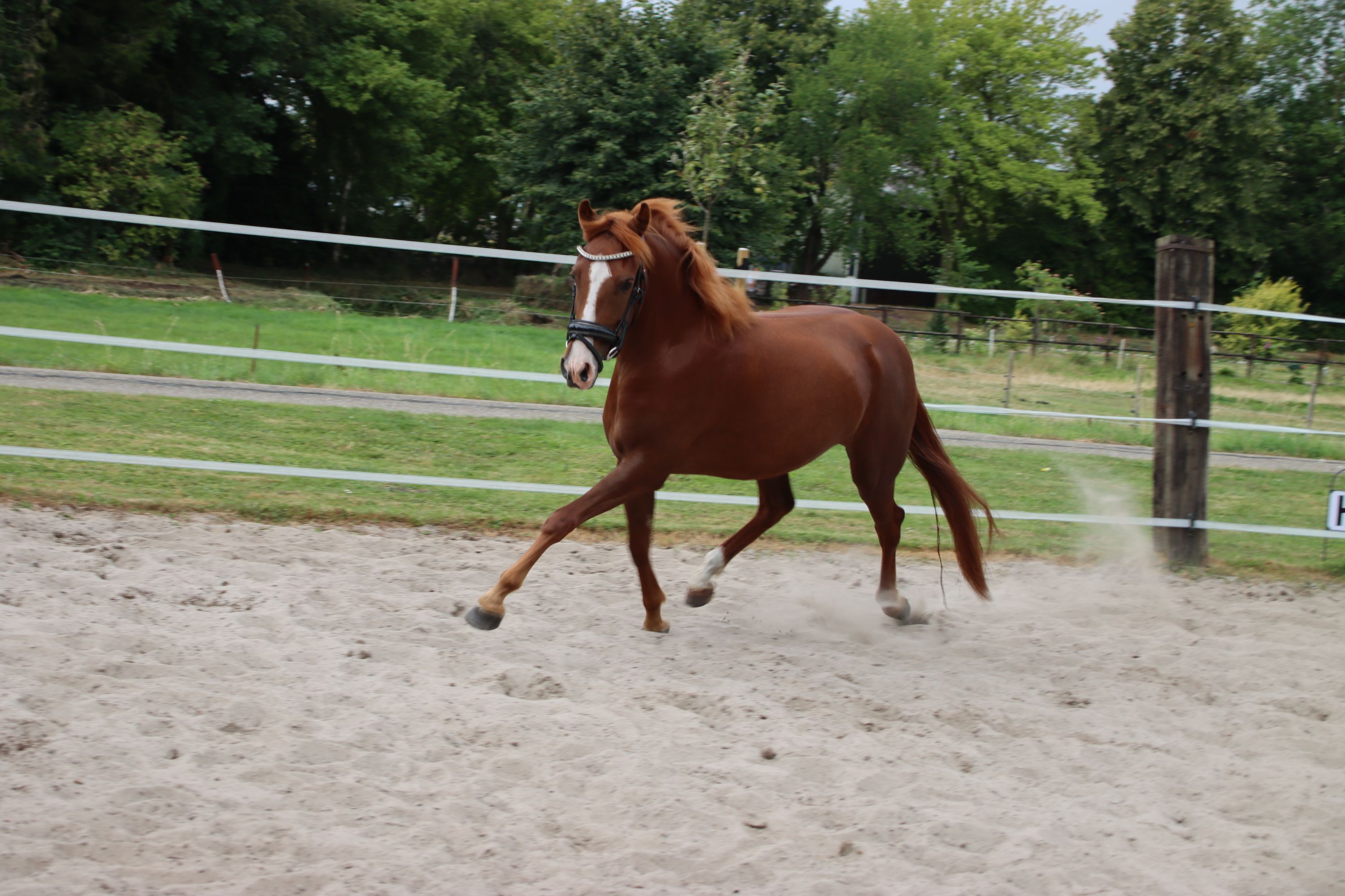new-forest allround-pony merrie 3 años vos en venta - Foto 5