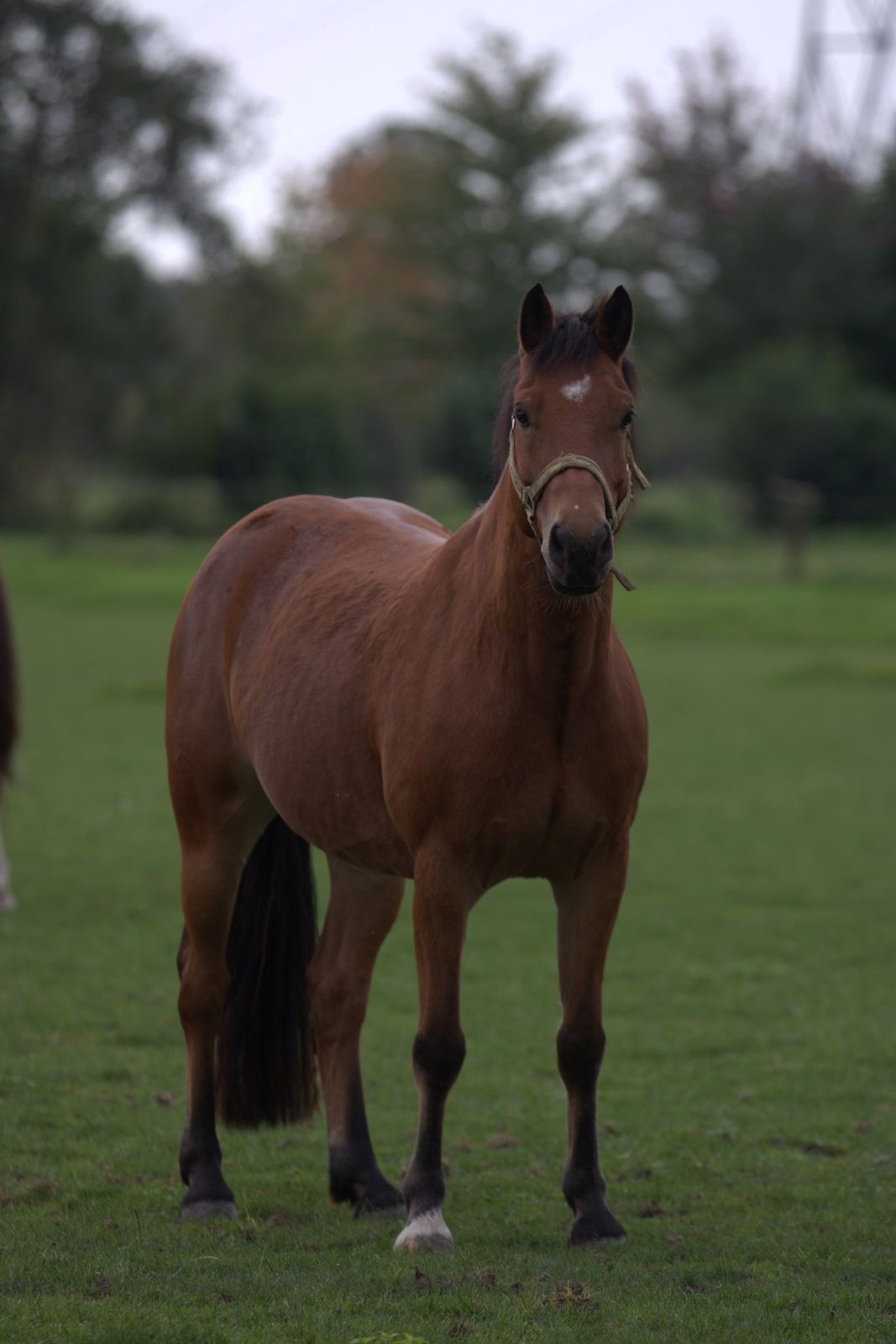 ander allround-pony ruin 12 years old bruin for sale - Photo 2