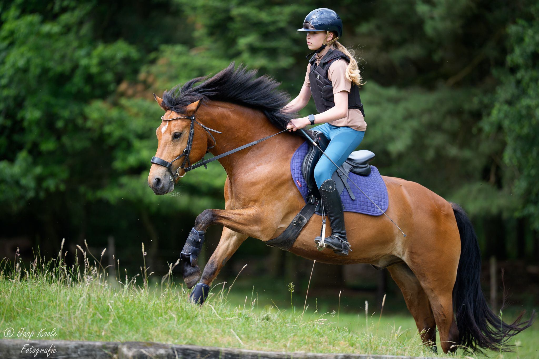 ander allround-pony ruin 12 years old bruin for sale - Photo 5