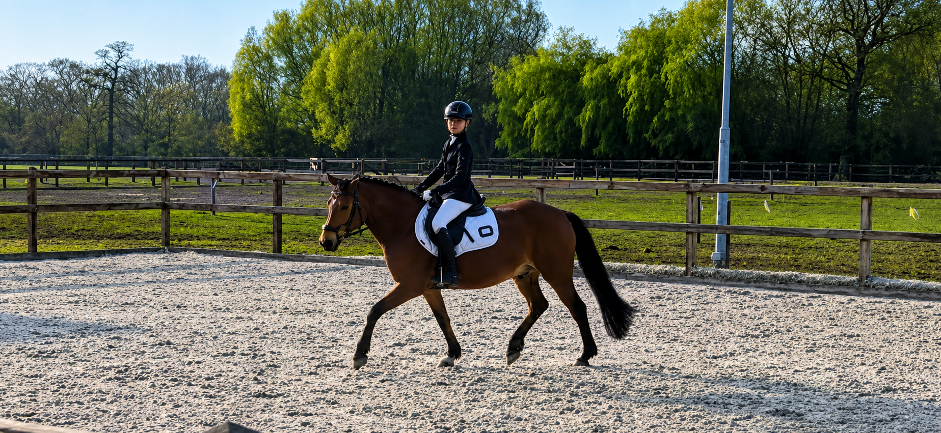 ander allround-pony ruin 12 years old bruin for sale - Photo 4