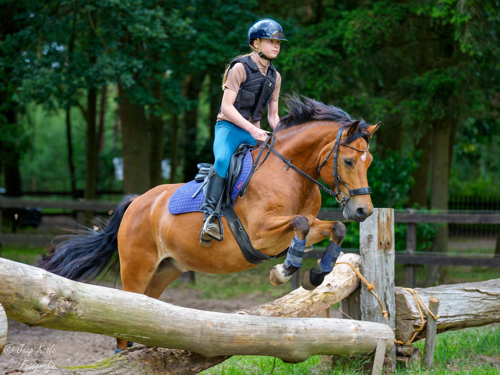 ander allround-pony ruin 12 years old bruin for sale - Photo 6