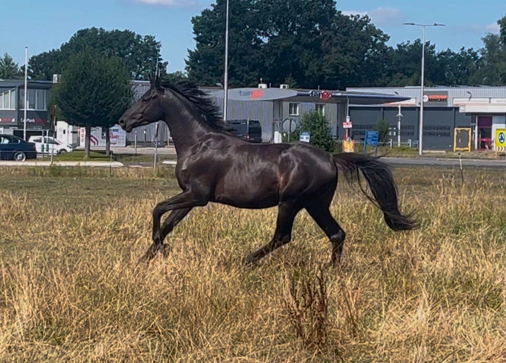 oldenburg dressuurpaard hengst 3 let zwart na prodej - Foto 3