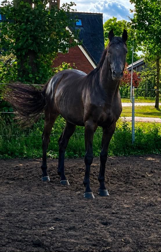 oldenburg dressuurpaard hengst 3 let zwart na prodej - Foto 2