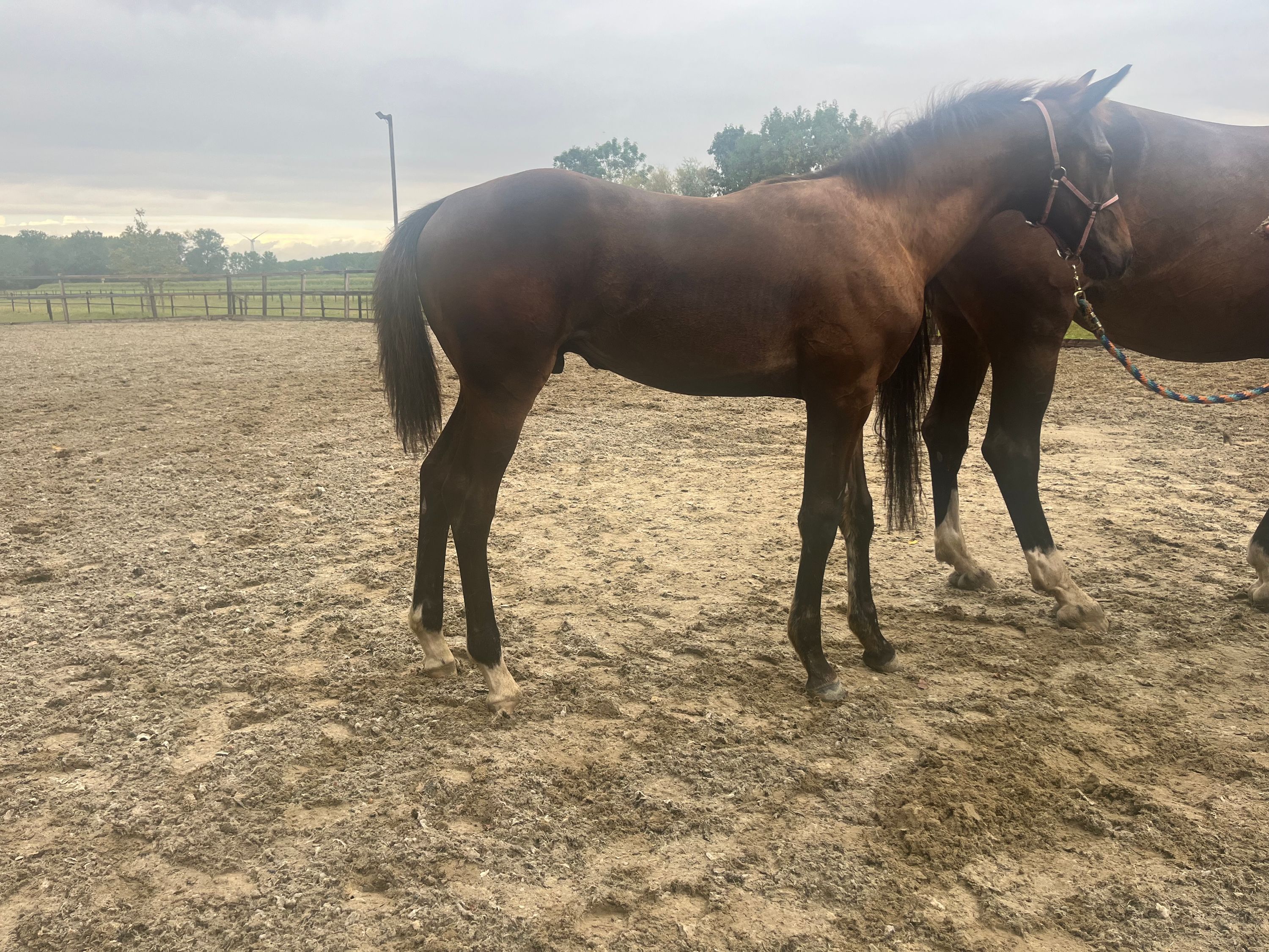 kwpn dressuurpaard hengst 0 let donkerbruin na prodej - Foto 3