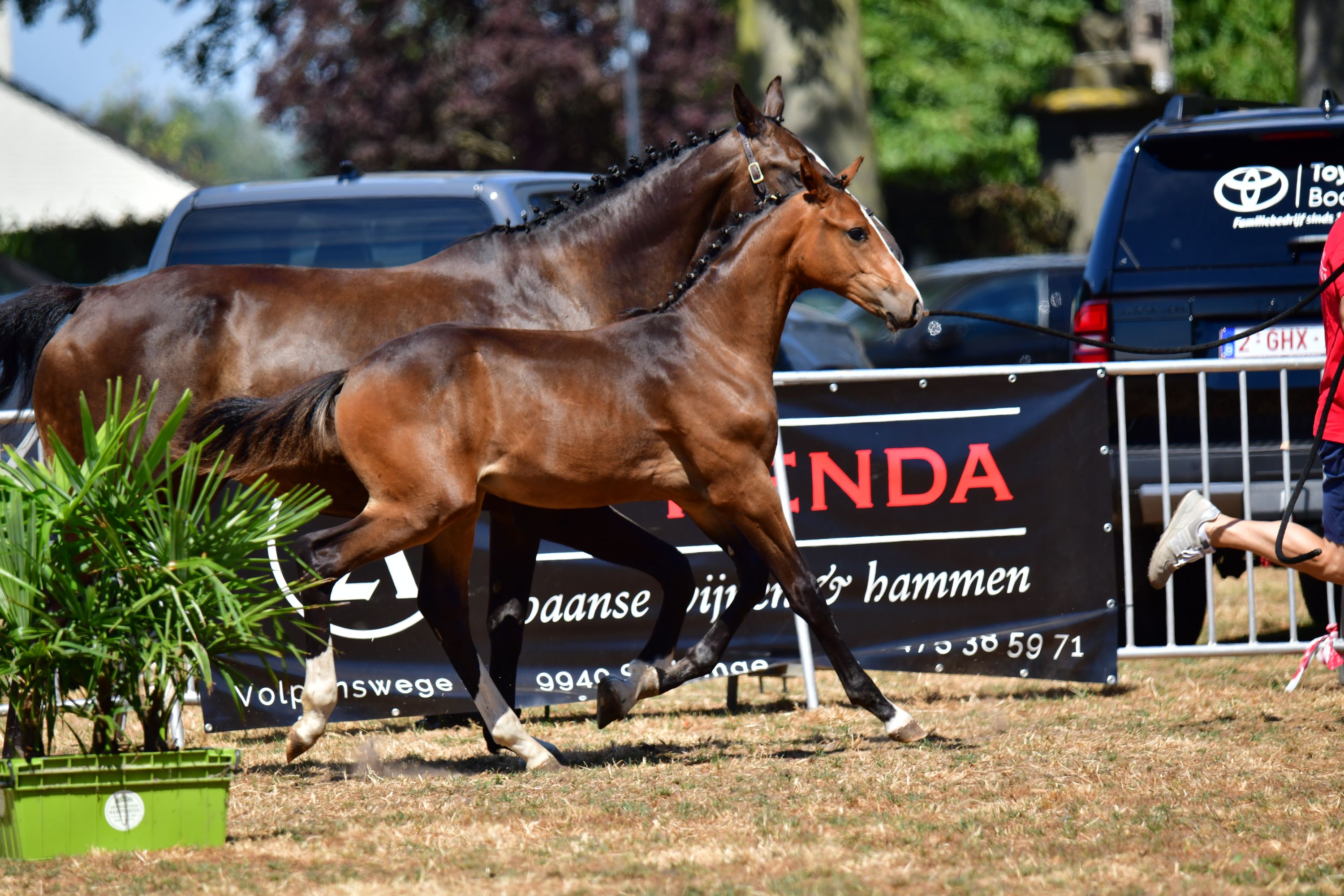 bwp springpaard hengst 0 years old donkerbruin for sale - Photo 2