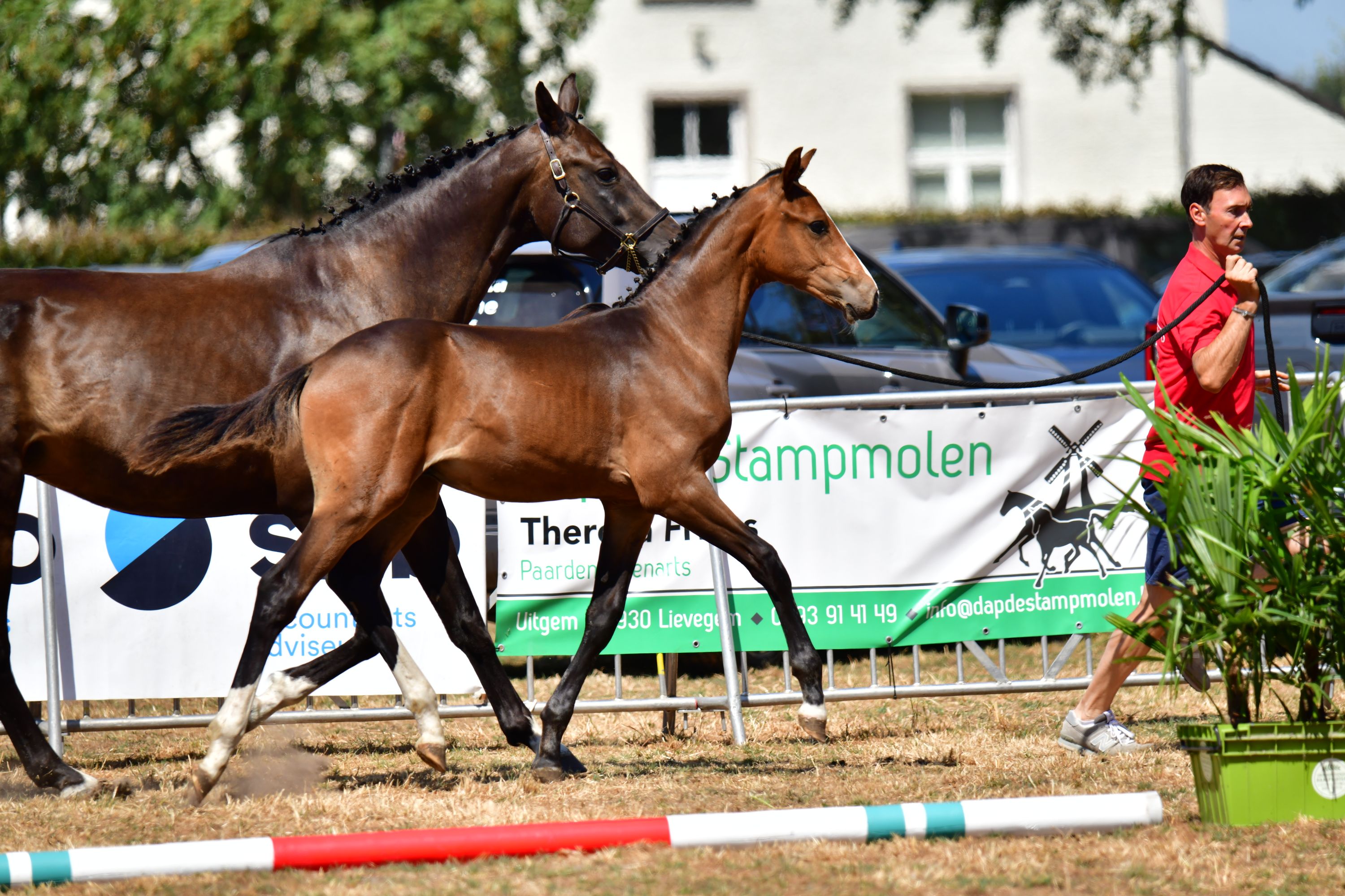 bwp springpaard hengst 0 years old donkerbruin for sale - Photo 6