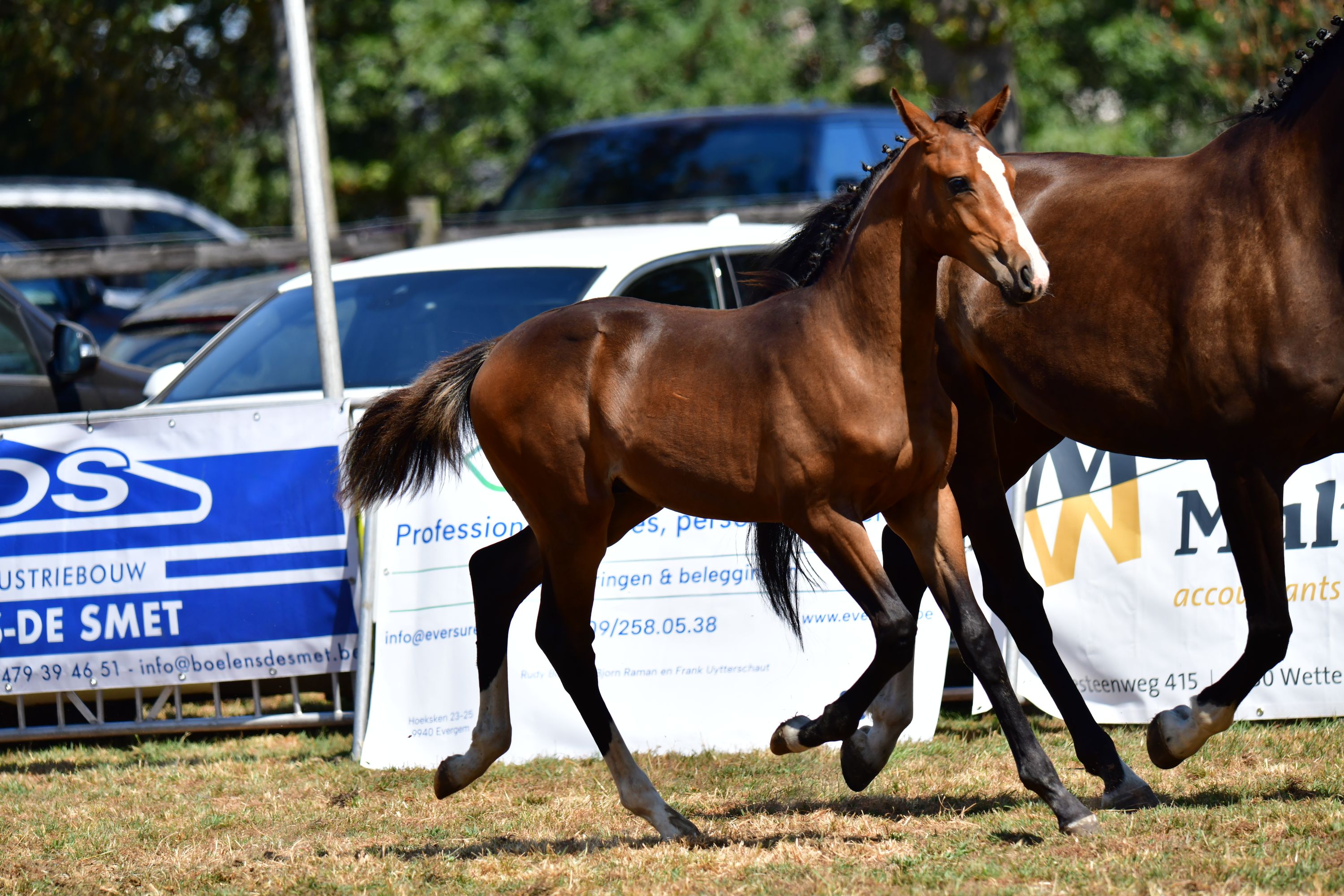bwp springpaard hengst 0 years old donkerbruin for sale - Photo 5