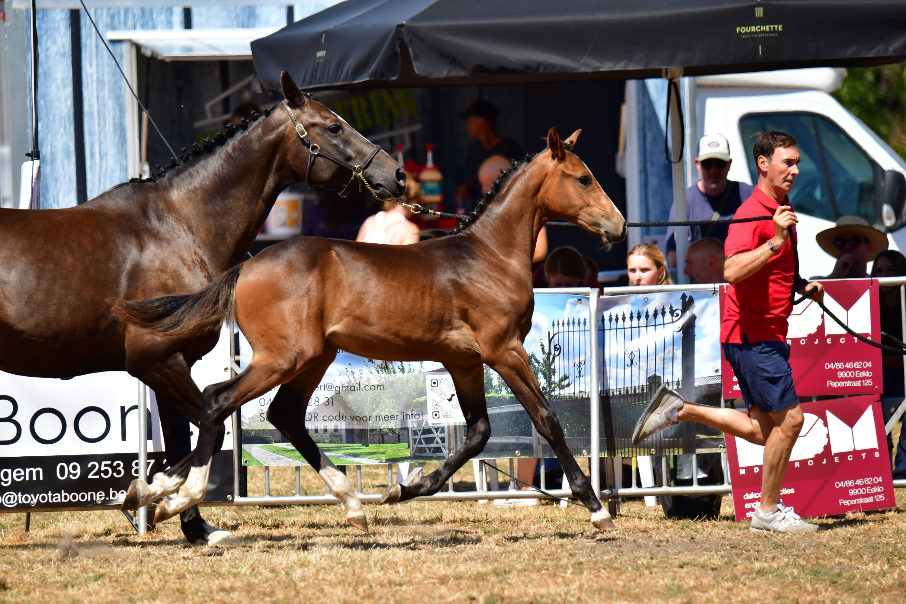 bwp springpaard hengst 0 years old donkerbruin for sale - Photo 4