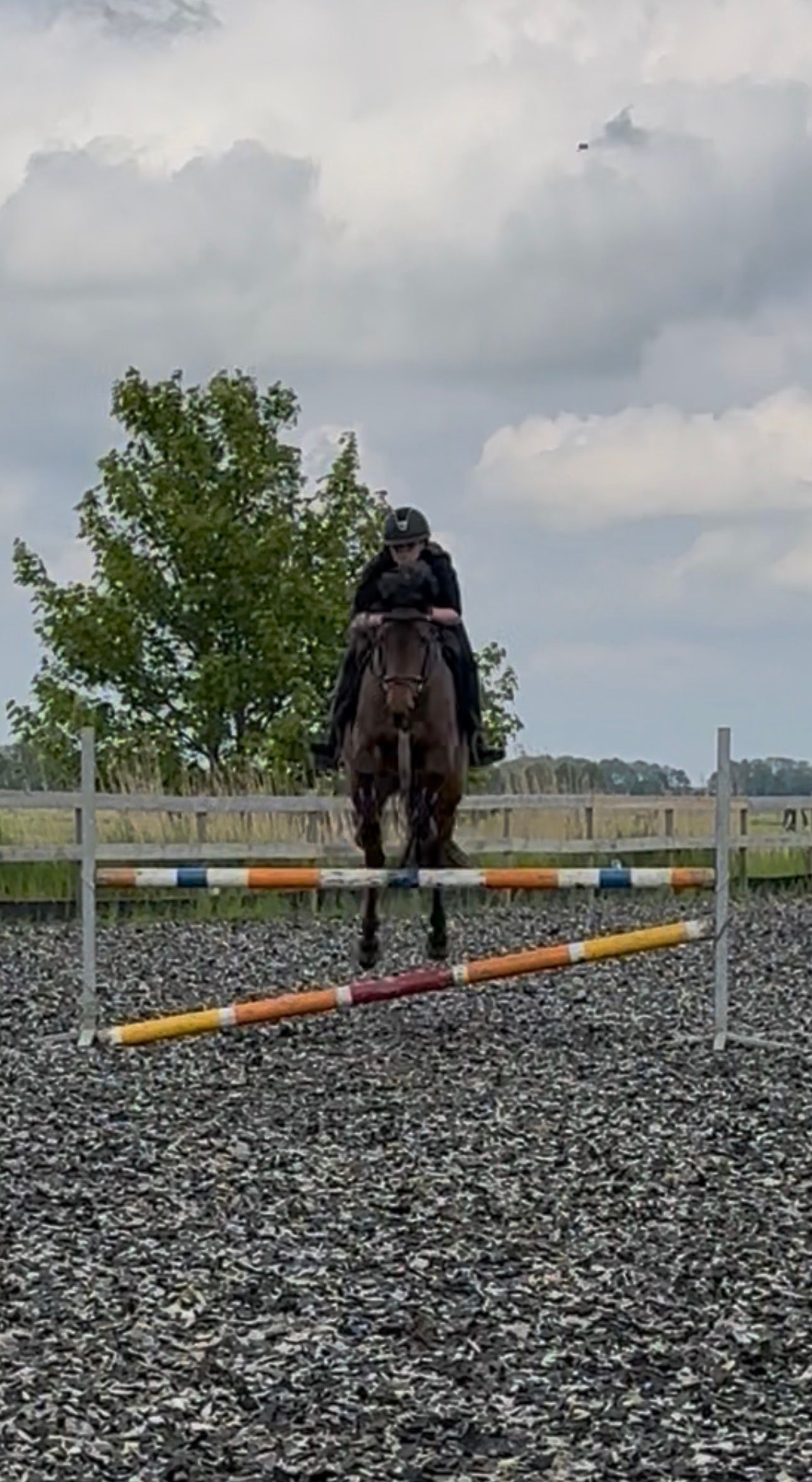 zangersheide springpaard merrie 4 anos donkerbruin à venda - Foto 4