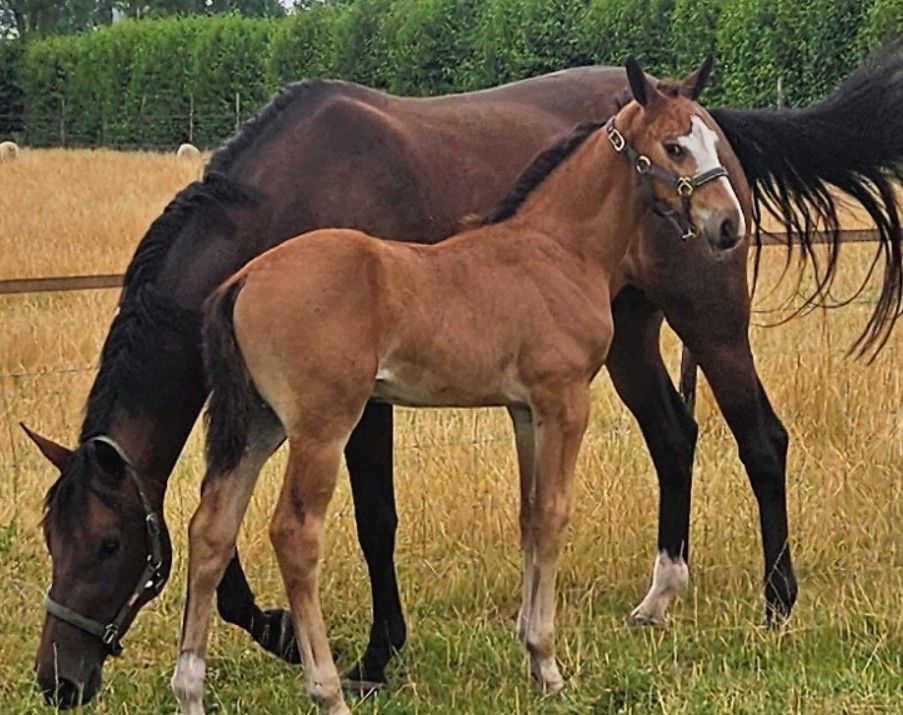 Beautiful colt foal by world champion Red Viper x Just Wimphof