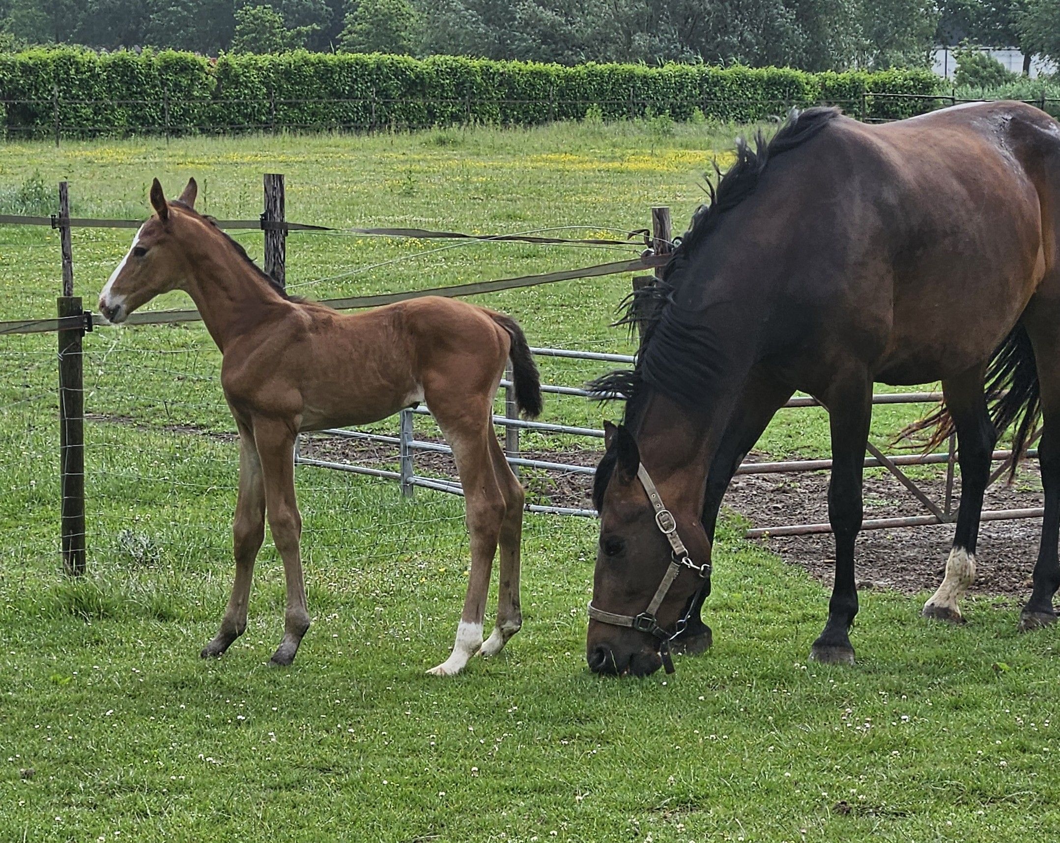 kwpn dressuurpaard hengst 0 let bruin na prodej - Foto 2