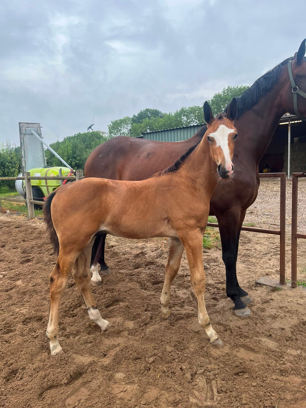 kwpn dressuurpaard hengst 0 let bruin na prodej - Foto 4