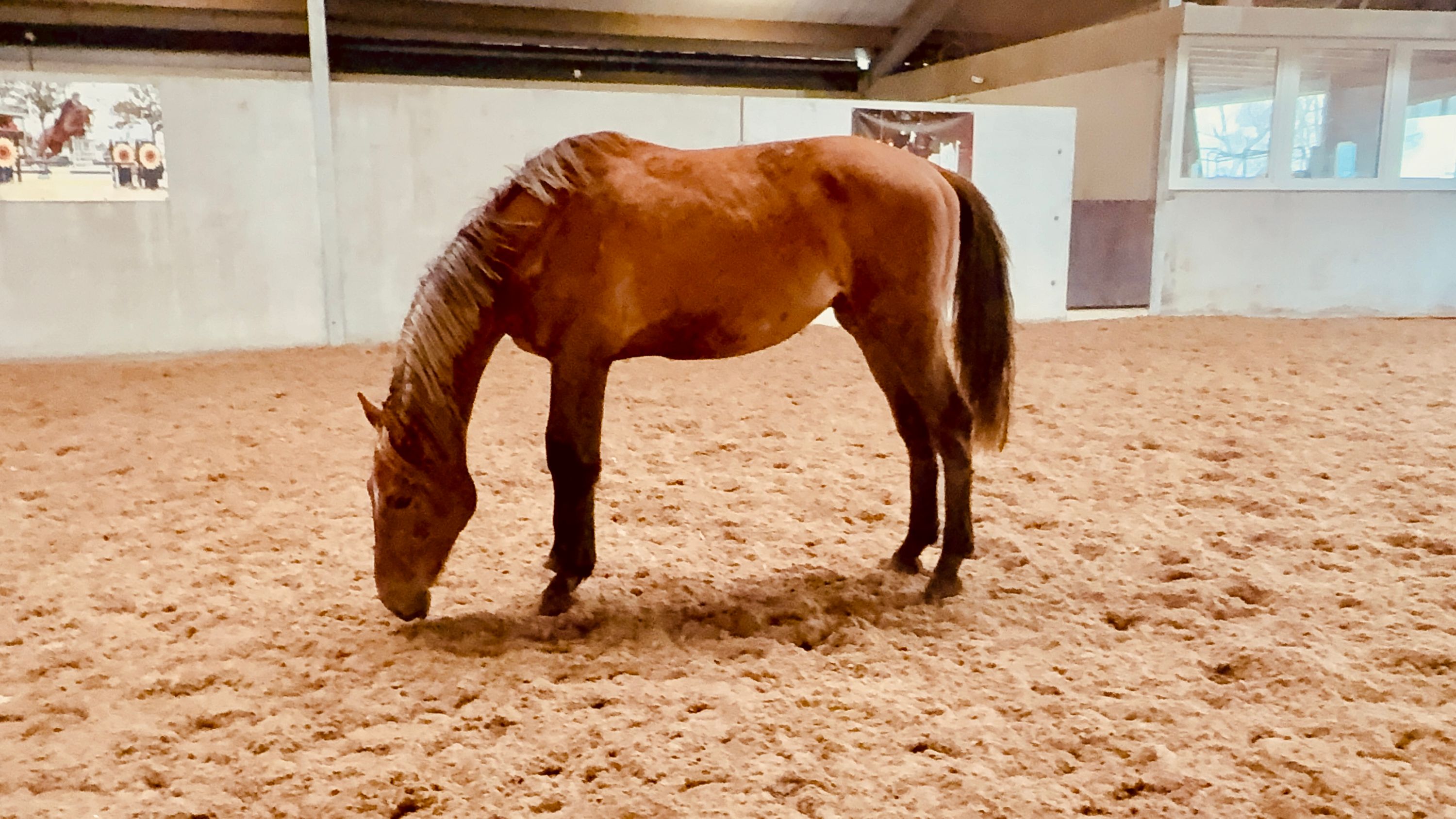 Big good 2-year-old gelding for sale!