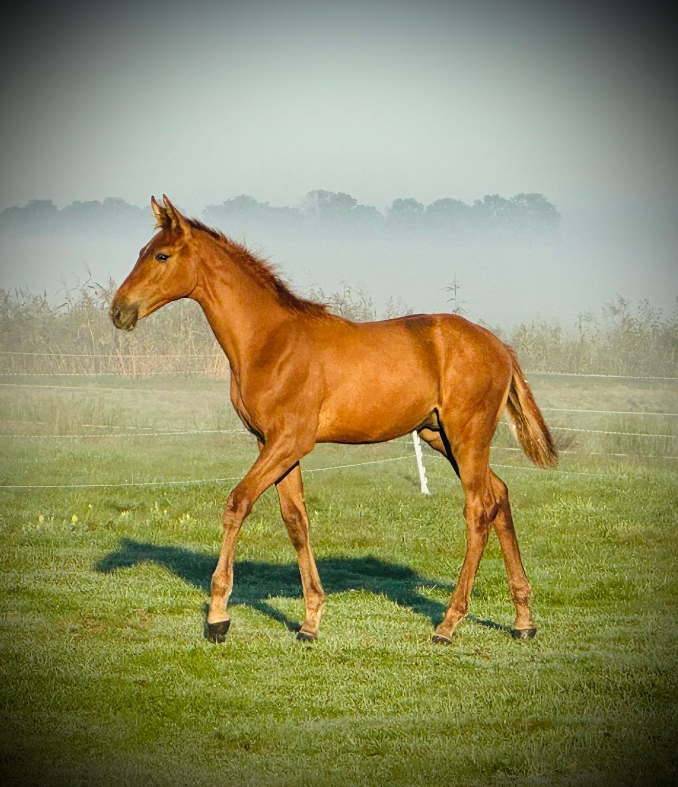 zangersheide paard ruin 2 years old vos for sale - Photo 3