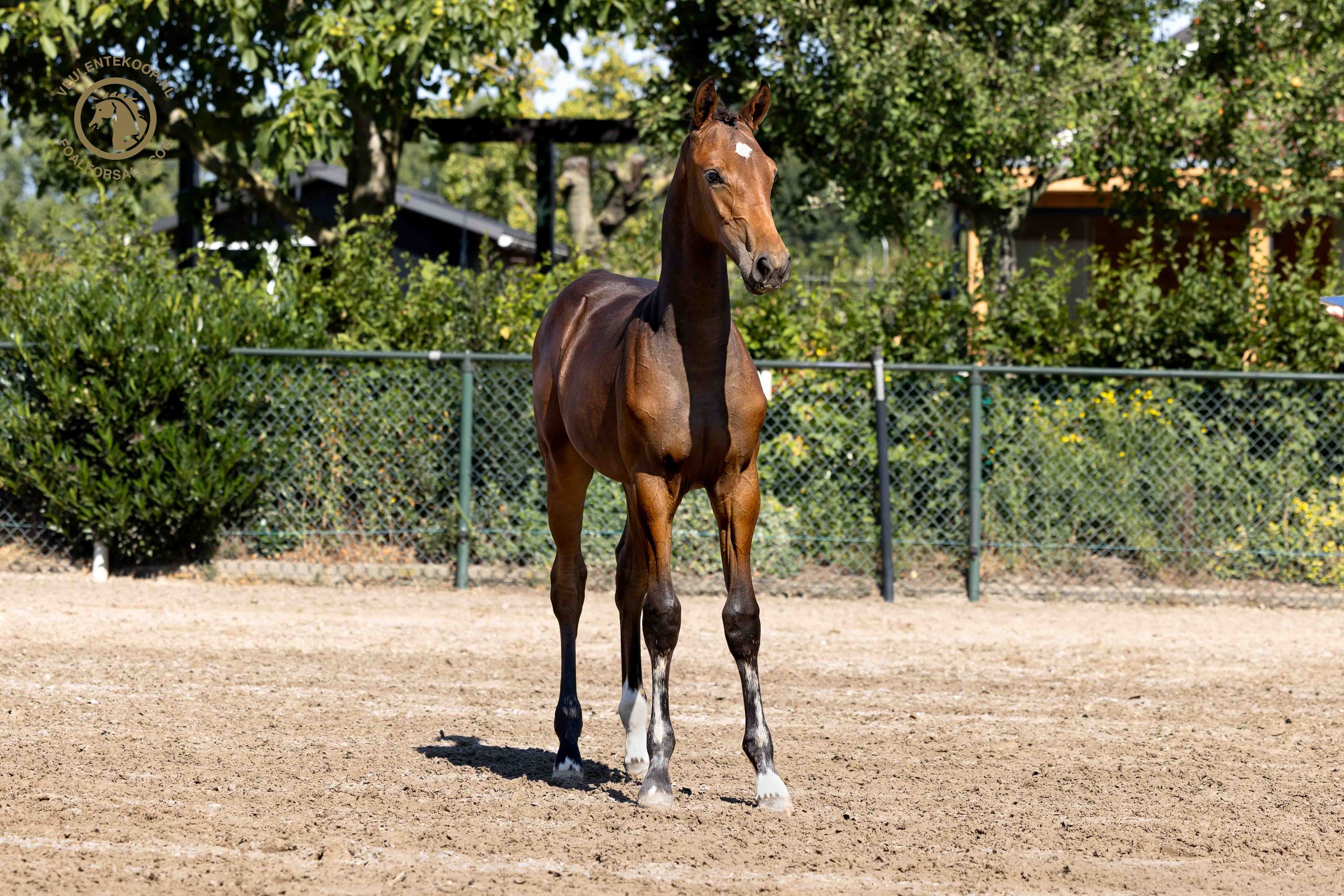 kwpn springpaard merrie 0 let donkerbruin na prodej - Foto 2