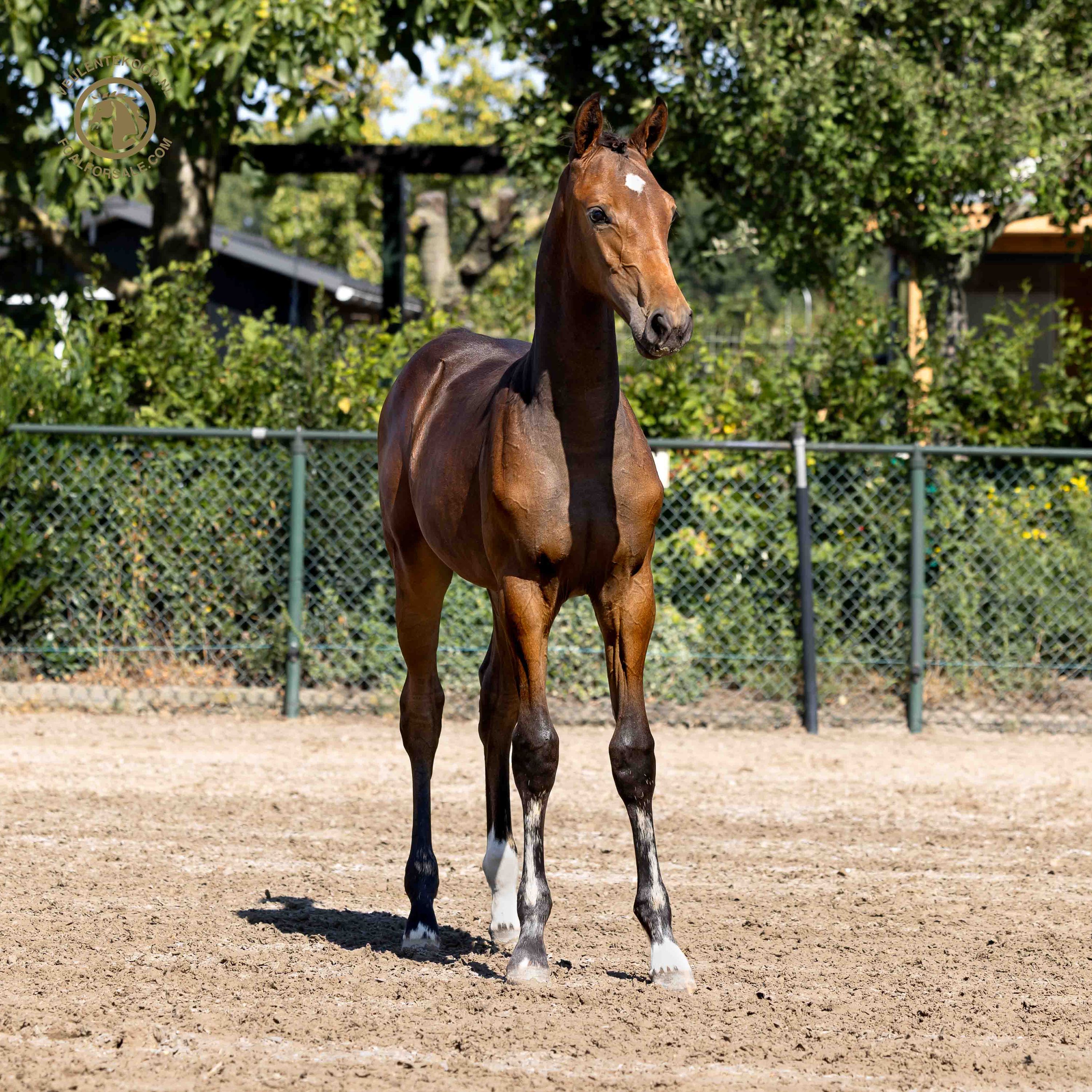 kwpn springpaard merrie 0 let donkerbruin na prodej - Foto 3