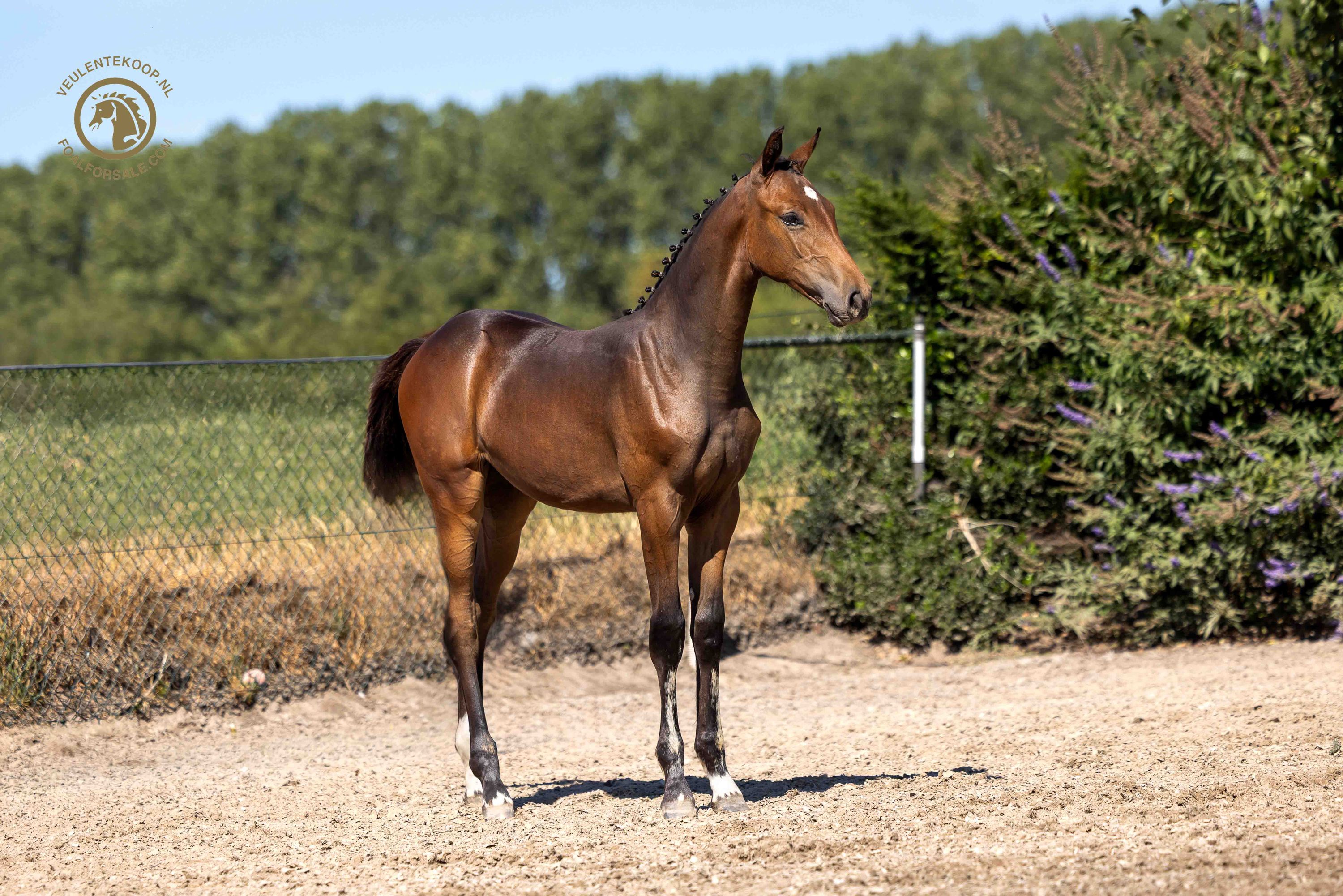 kwpn springpaard merrie 0 let donkerbruin na prodej - Foto 4