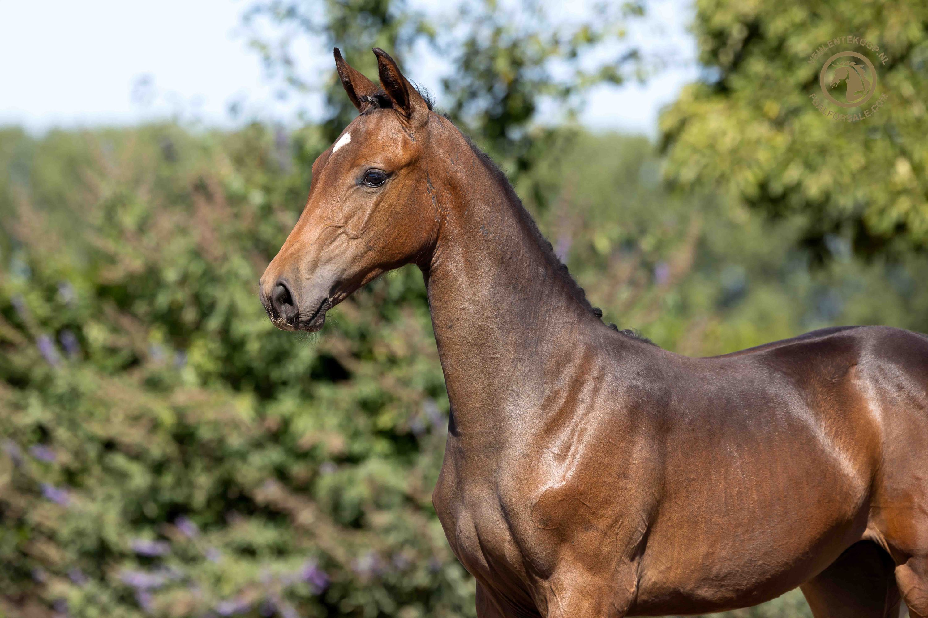 kwpn springpaard merrie 0 let donkerbruin na prodej - Foto 5