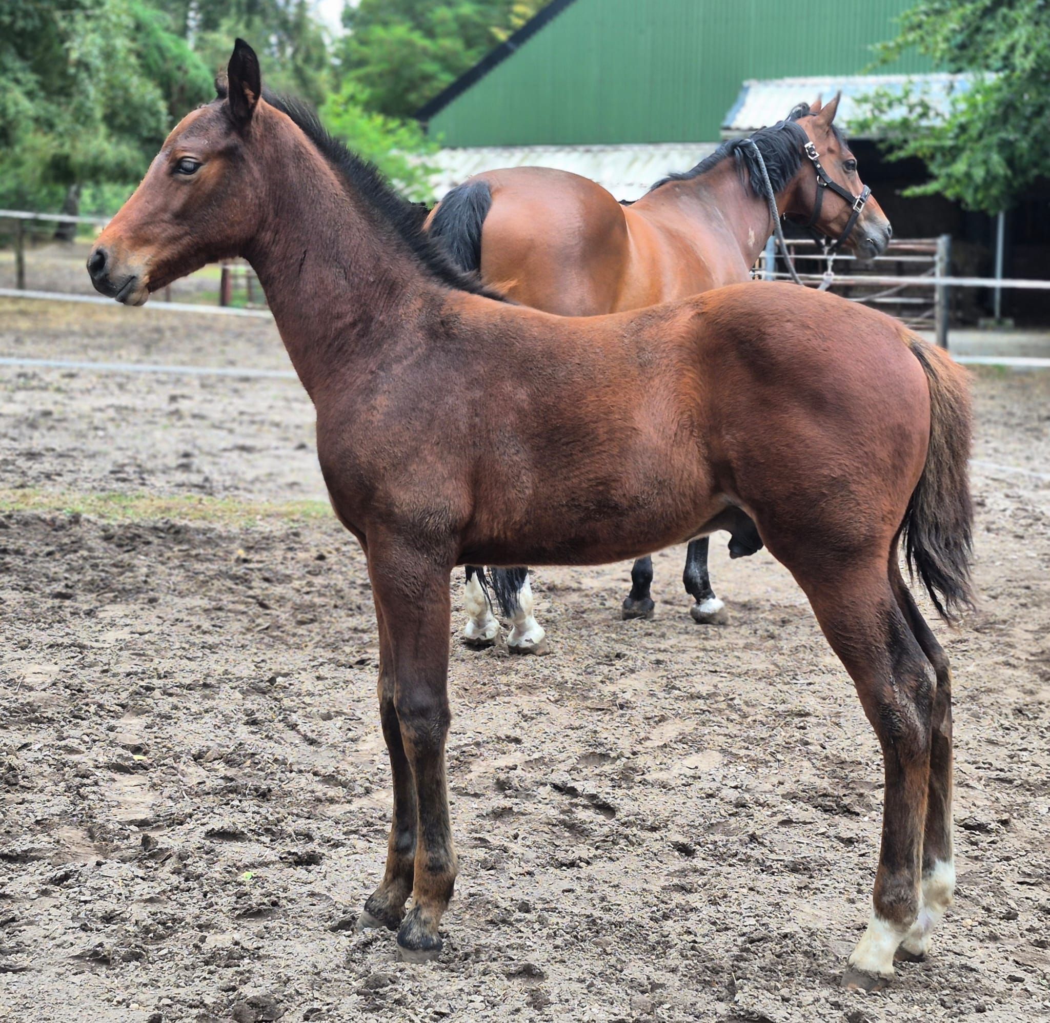 kwpn springpaard hengst 0 años donkerbruin en venta - Foto 6