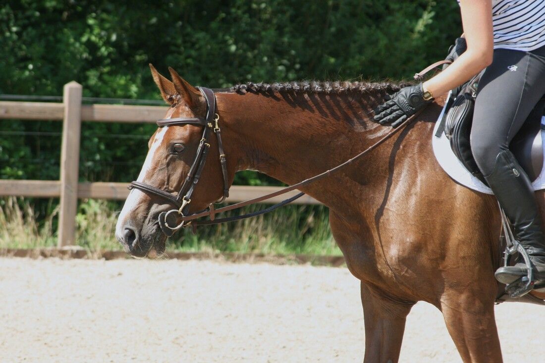 kwpn springpaard merrie 10 let vos na prodej - Foto 6