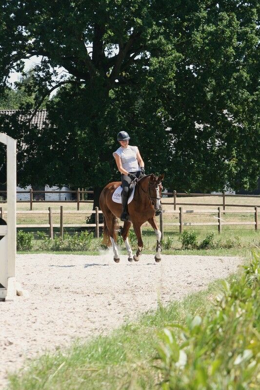 kwpn springpaard merrie 10 let vos na prodej - Foto 5