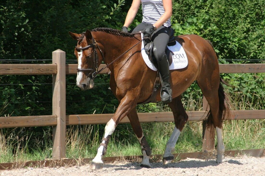 kwpn springpaard merrie 10 let vos na prodej - Foto 4