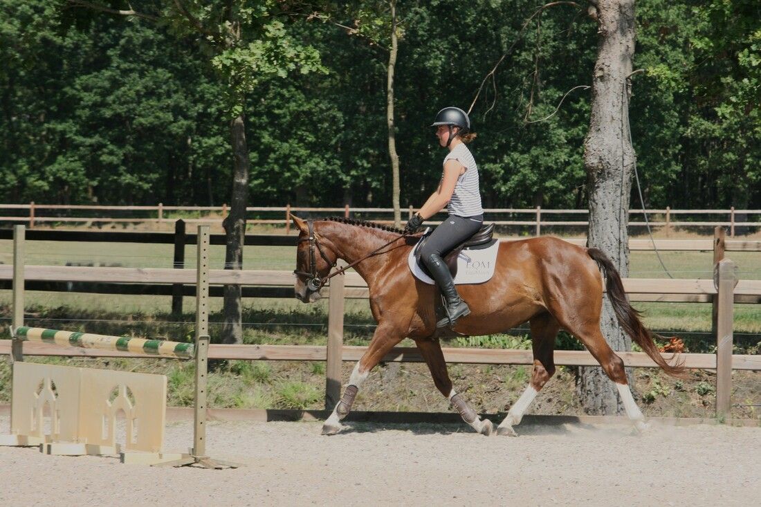 kwpn springpaard merrie 10 let vos na prodej - Foto 3