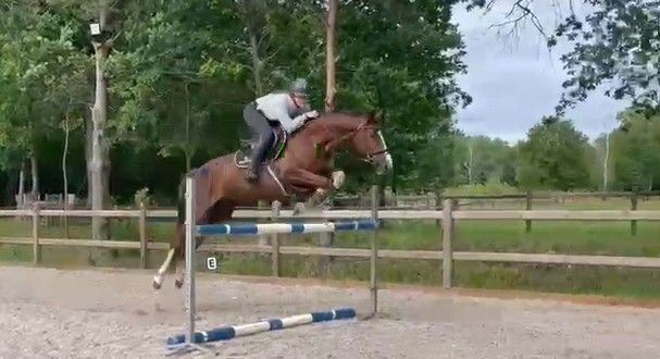 Hoppe (10Y), ideell å vokse med som (ung) rytter!