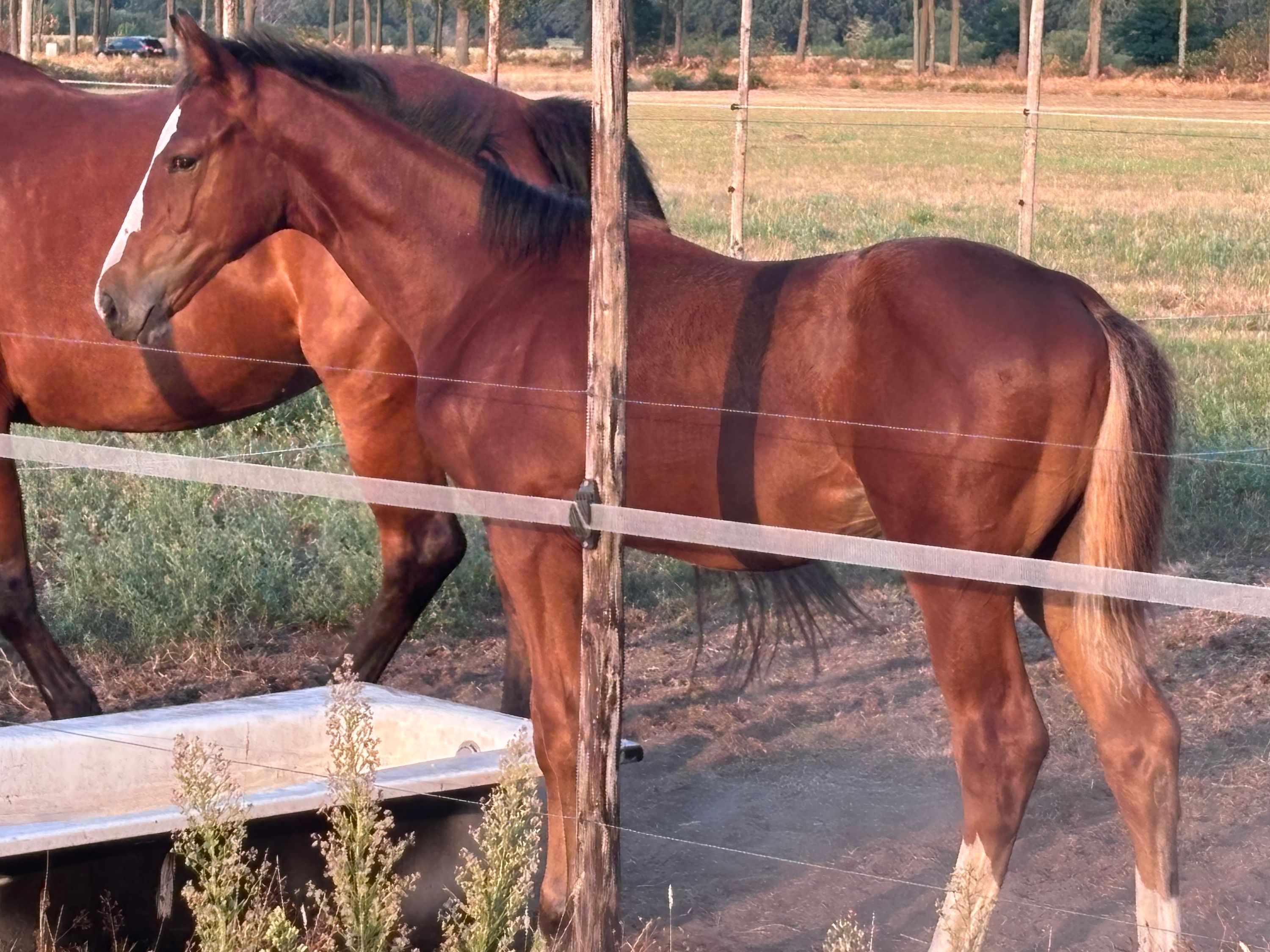 KWPN Springfohlen Hengst Ultra Star