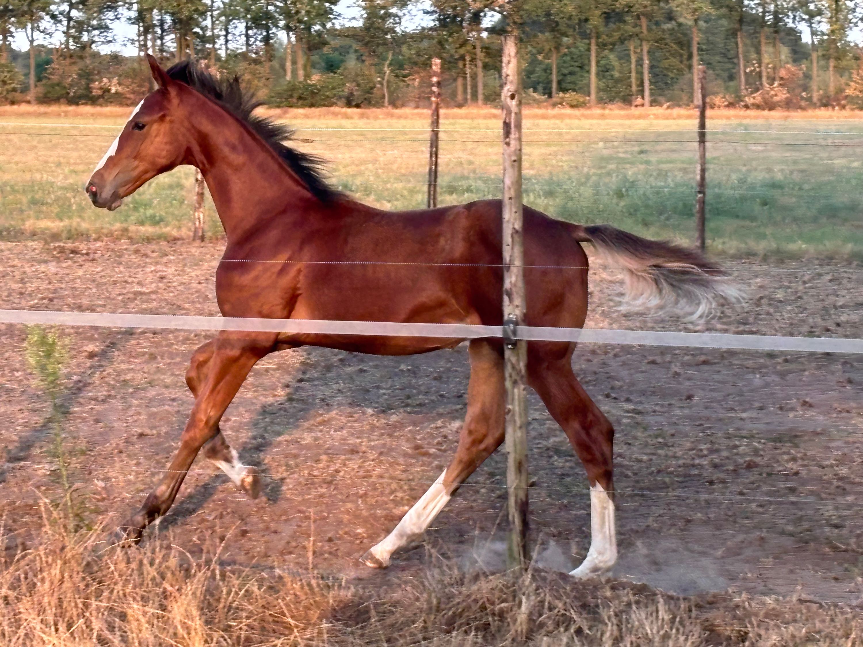 kwpn springpaard hengst 0 rokov bruin na predaj - Foto 5