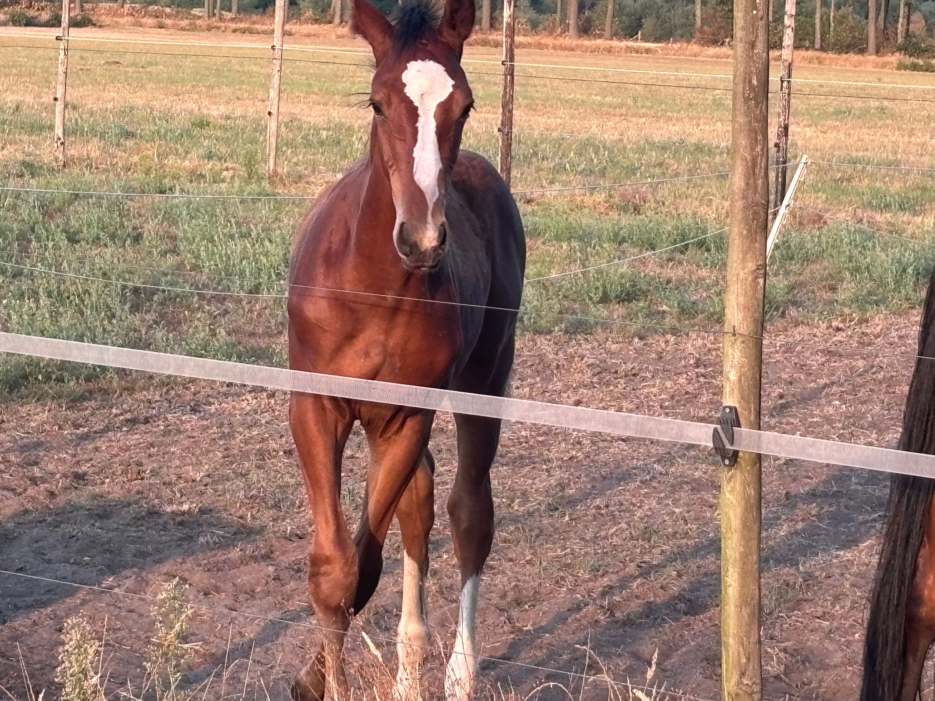 kwpn springpaard hengst 0 rokov bruin na predaj - Foto 2