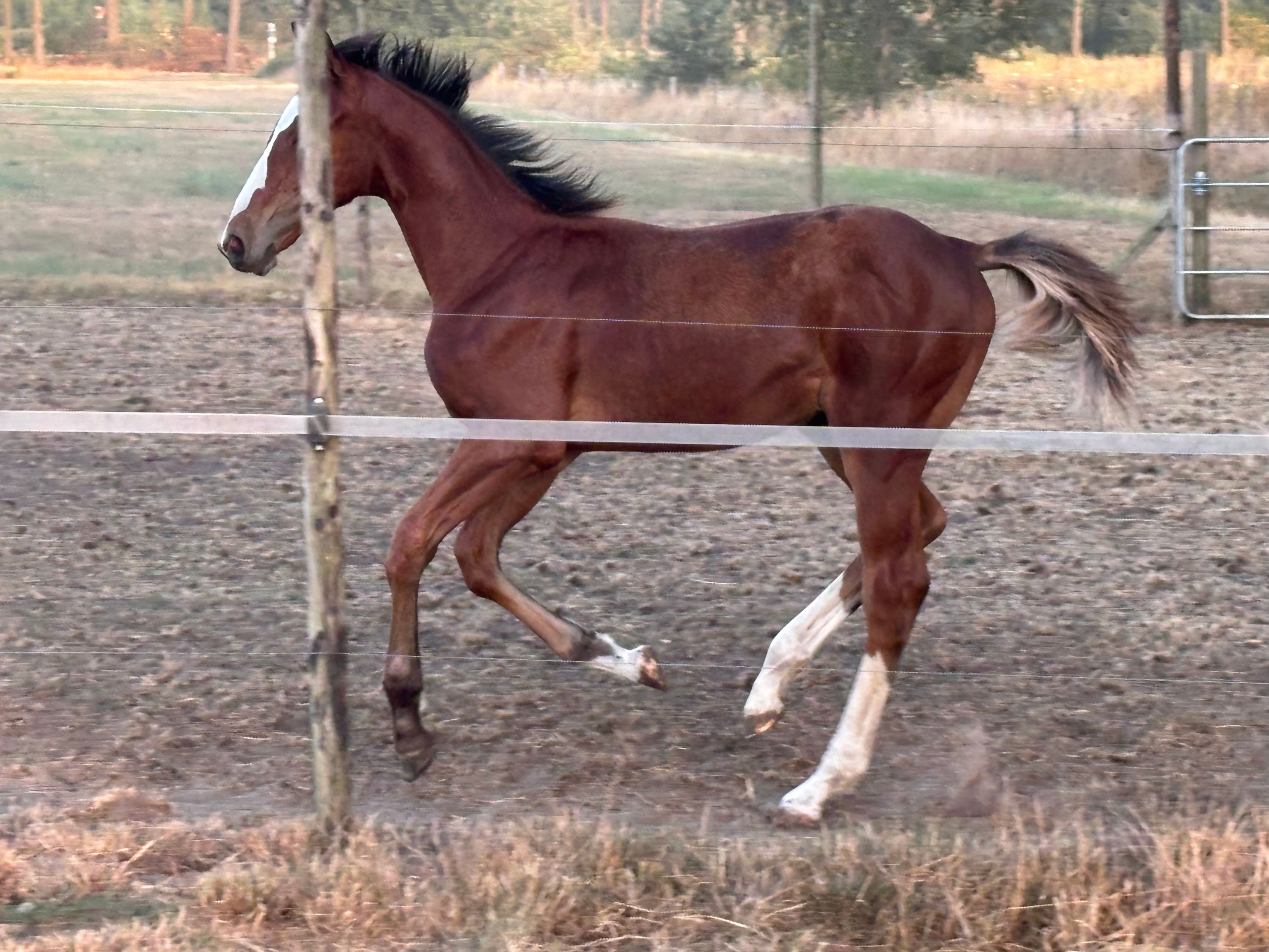 kwpn springpaard hengst 0 rokov bruin na predaj - Foto 4