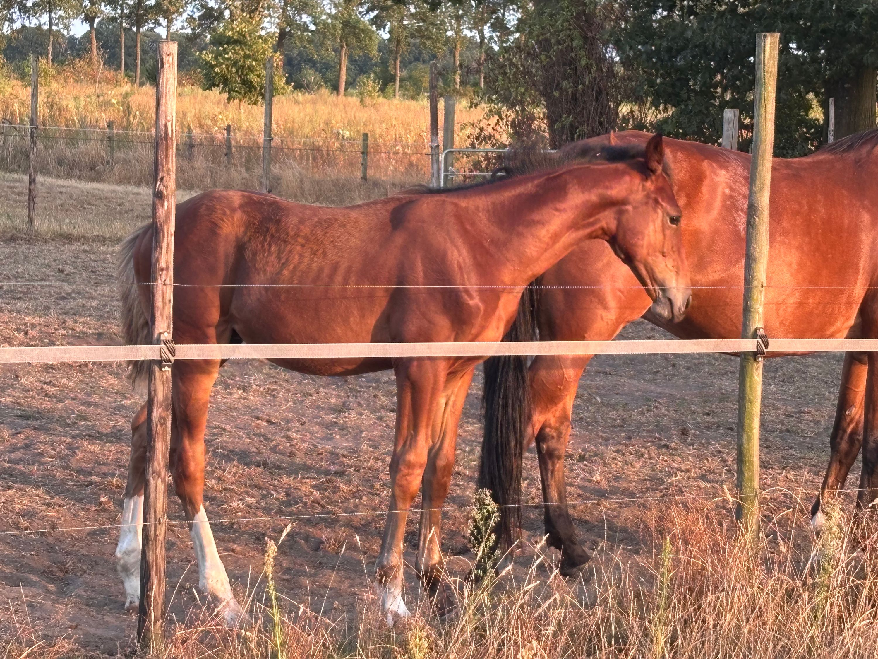 kwpn springpaard hengst 0 rokov bruin na predaj - Foto 3